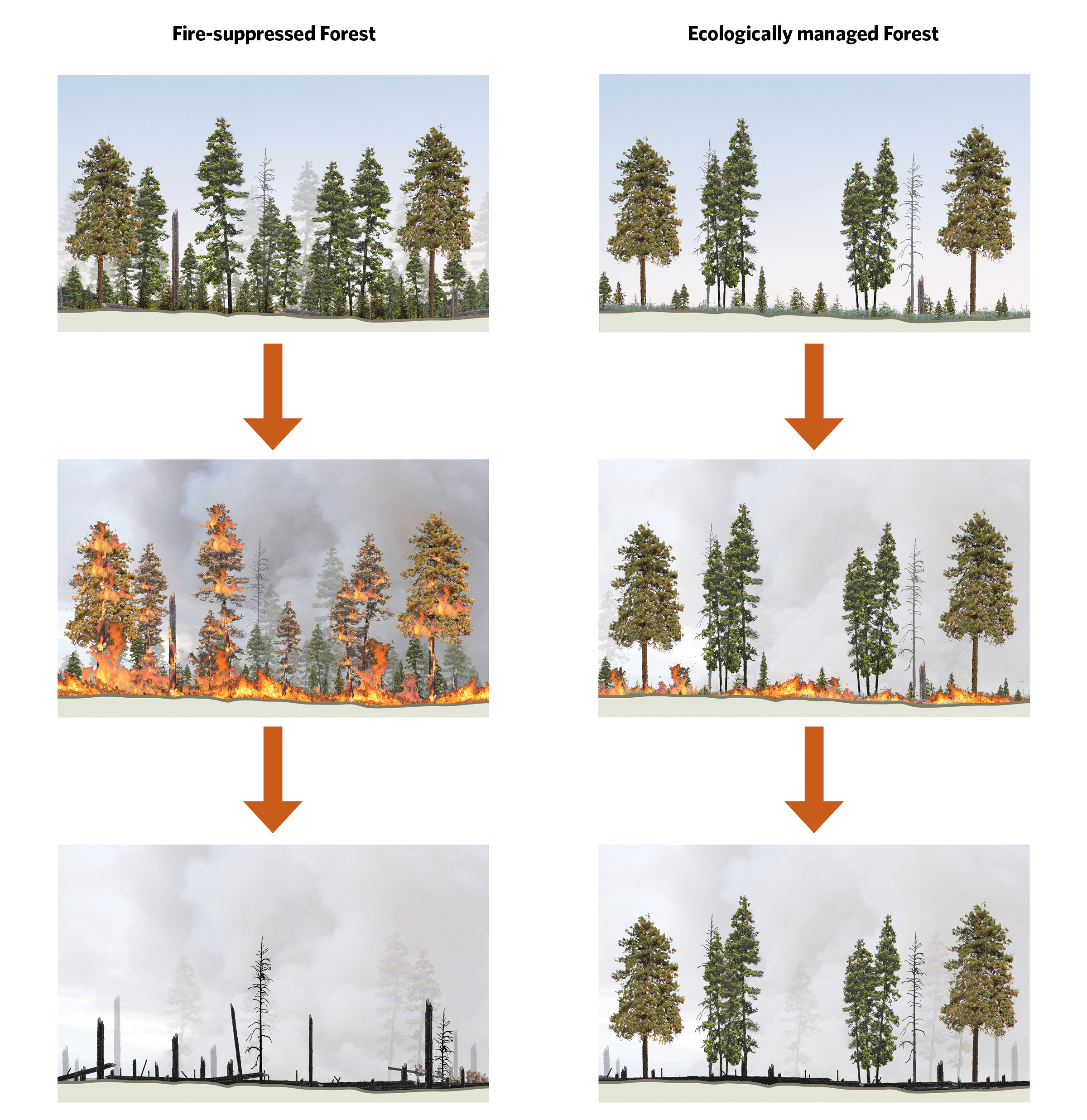 A series of three paired images showing how thinned forests have less fuel and therefore burn less intensely and survive wildfire better.