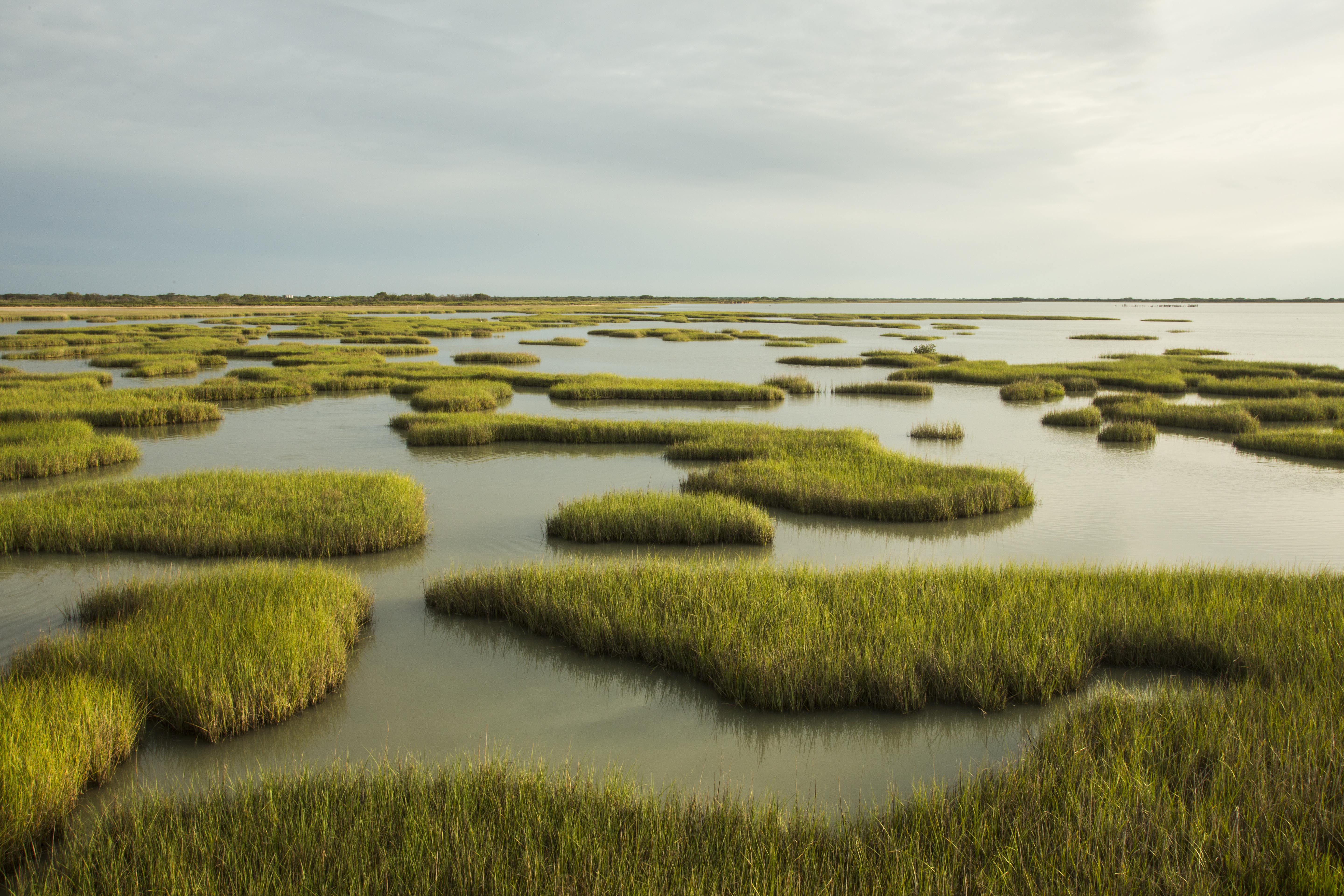 A broad expanse of salt marsh with patches of open water and patches of marsh grass.