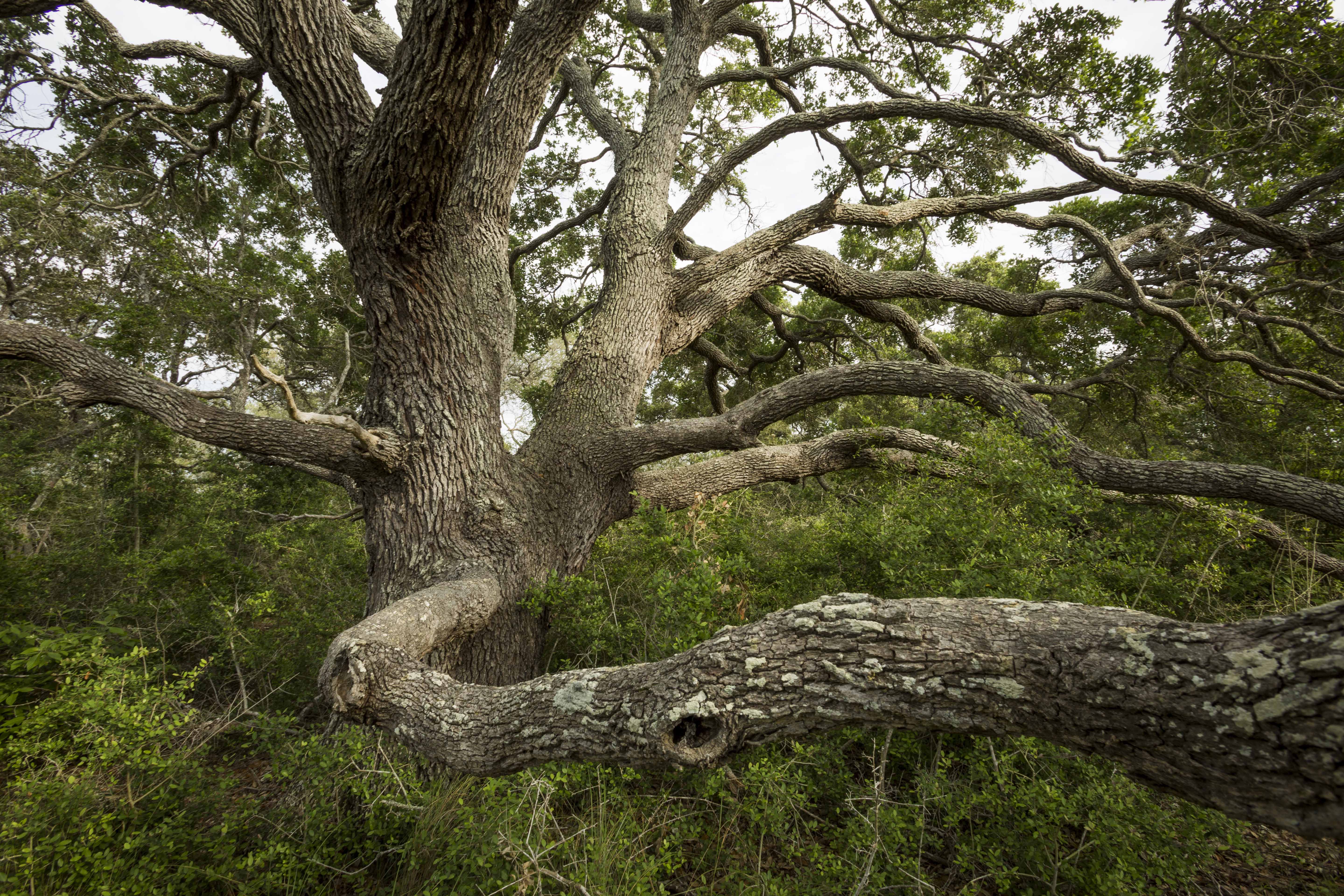 A massive tree with many thick, winding branches.