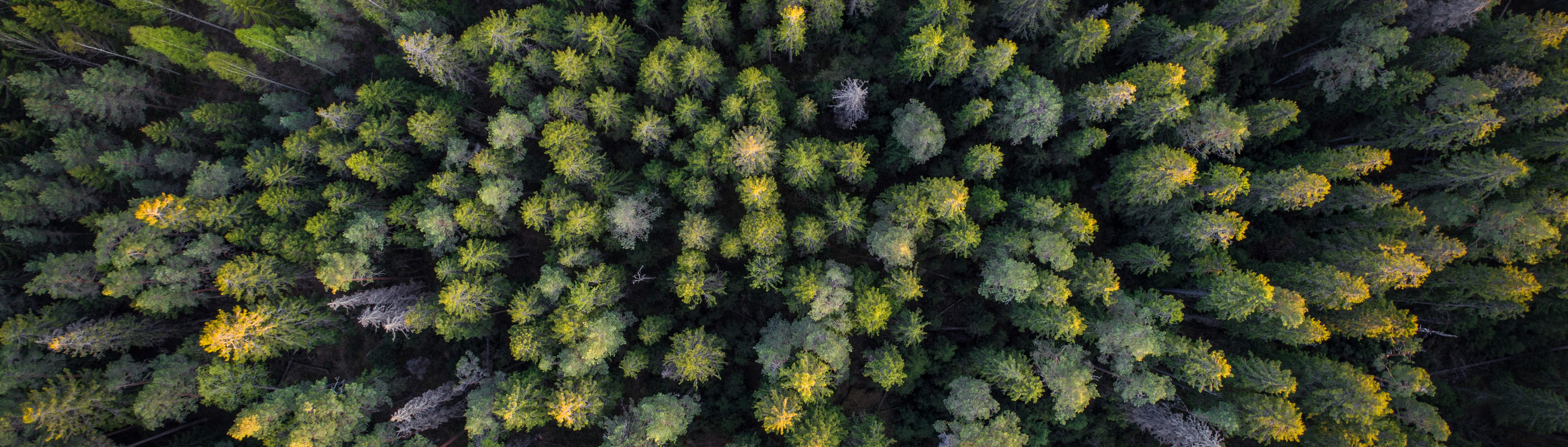 Aerial of green forest