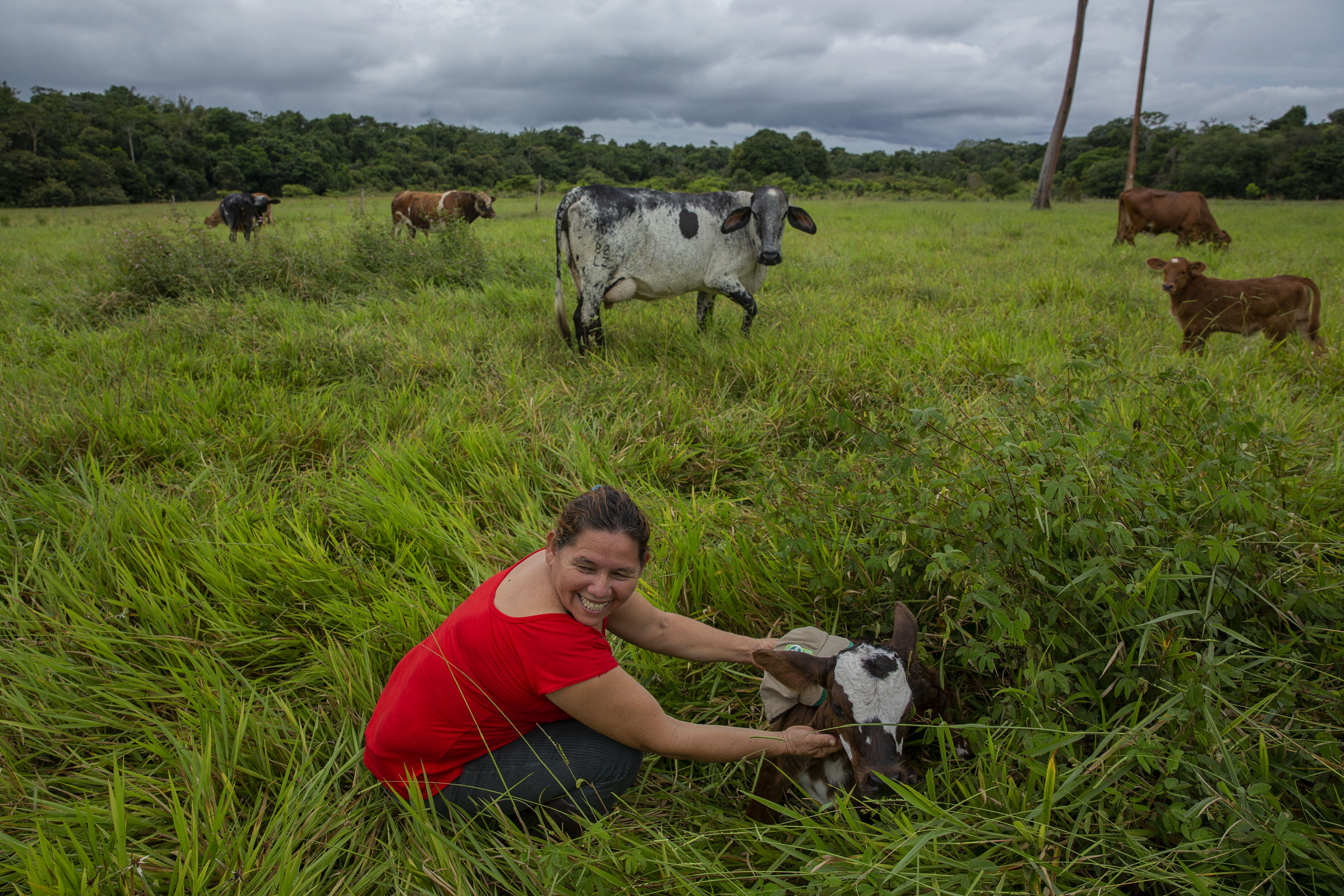 Mercedes Murillo Gutierrez attends to cows on her farm in Meta, Colombia