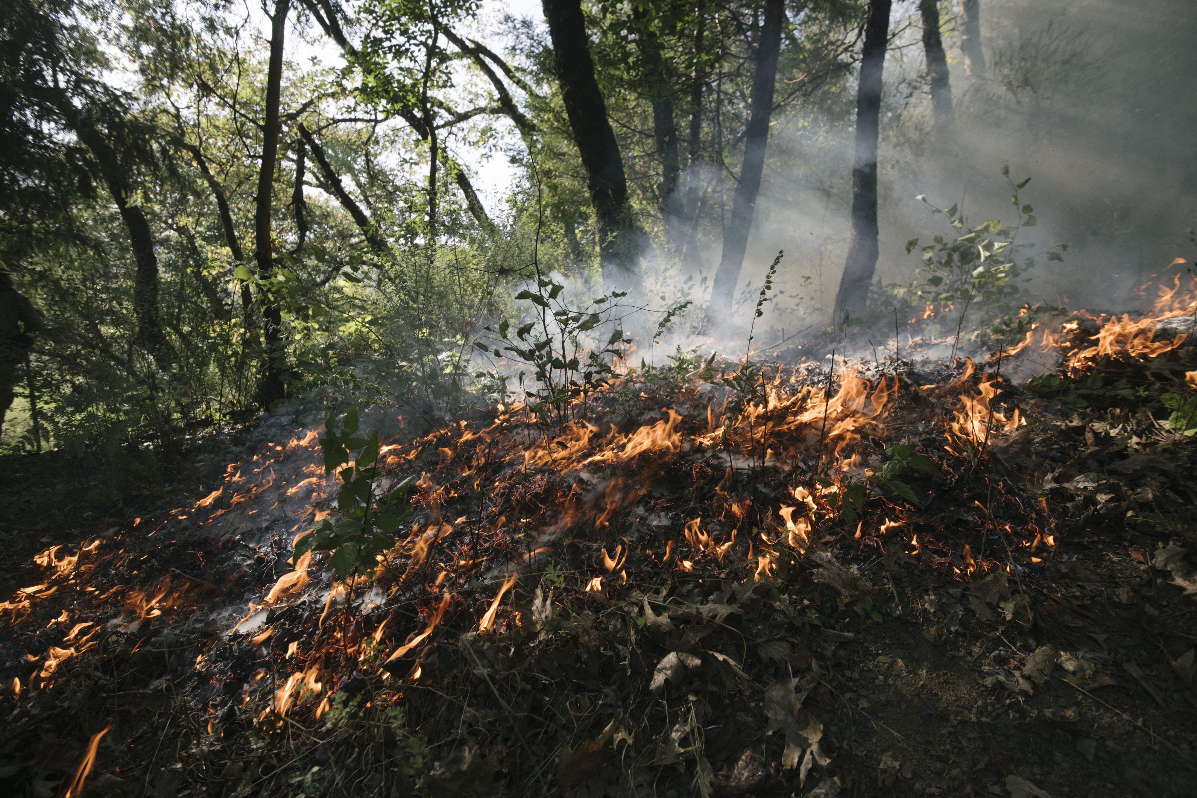 A controlled fire burns along a forest floor in a circle around a young hazel plant to keep it safe and remove competitors.