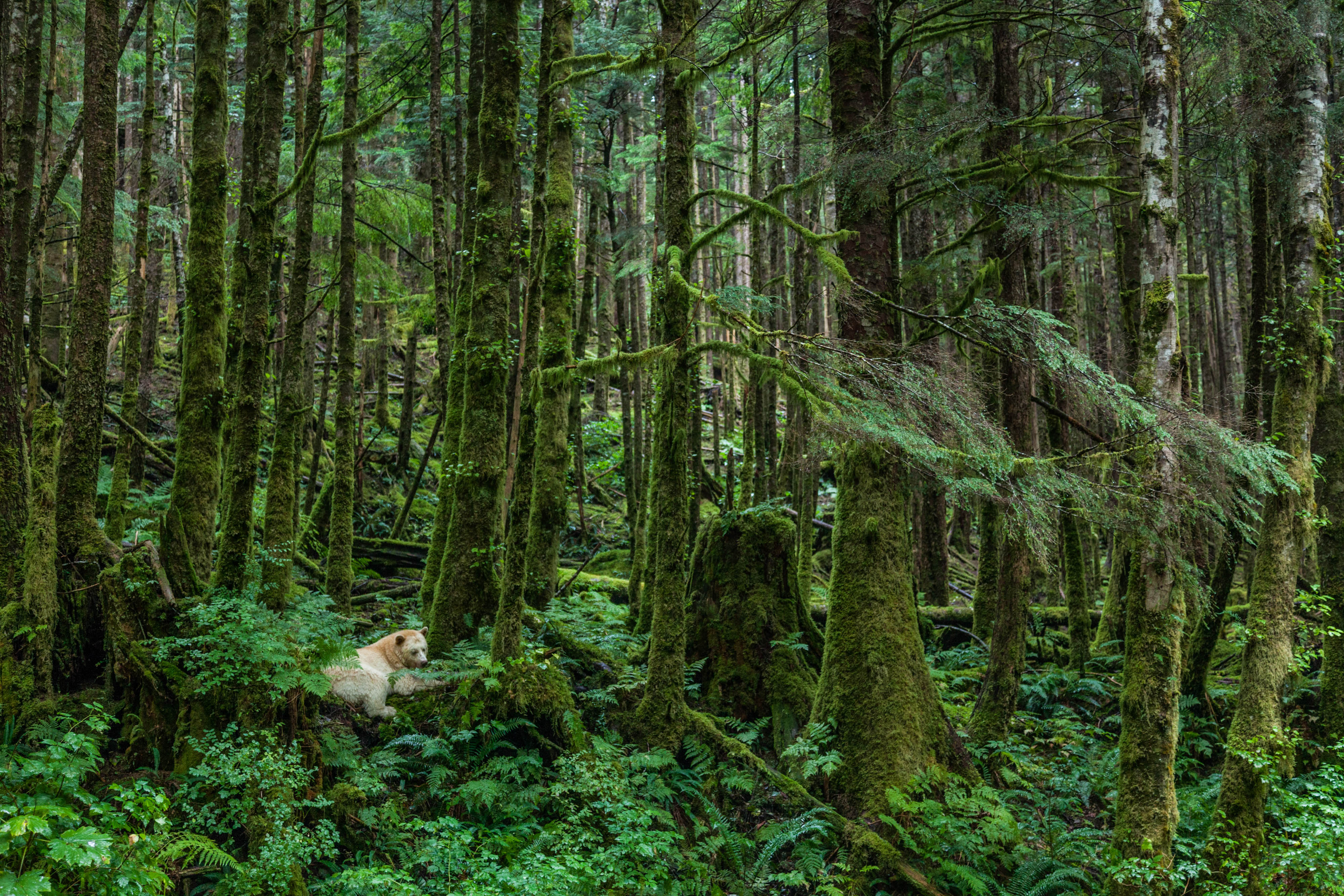 A white bear in the Great Bear Rainforest, Canada