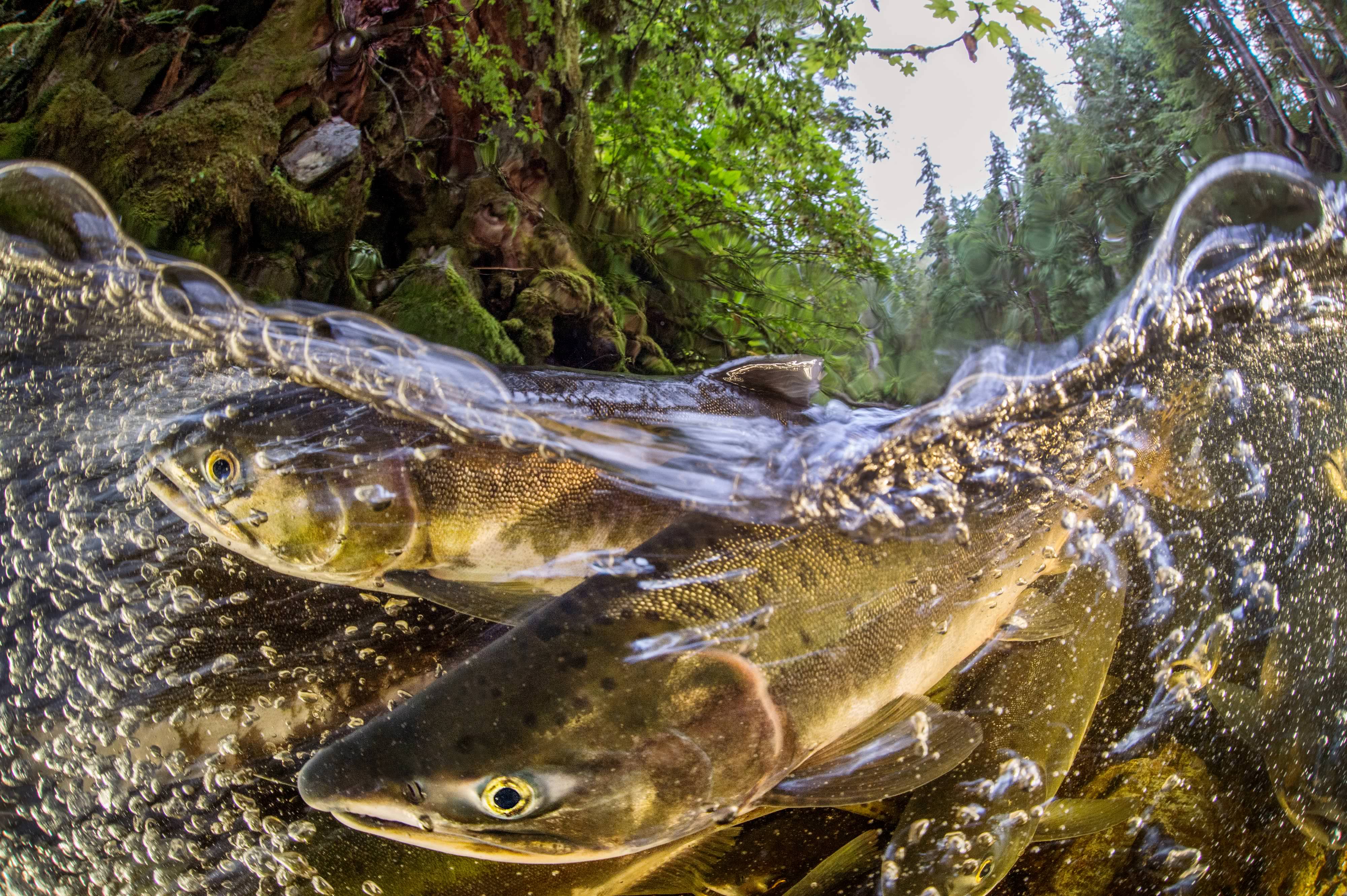 Salmon in river