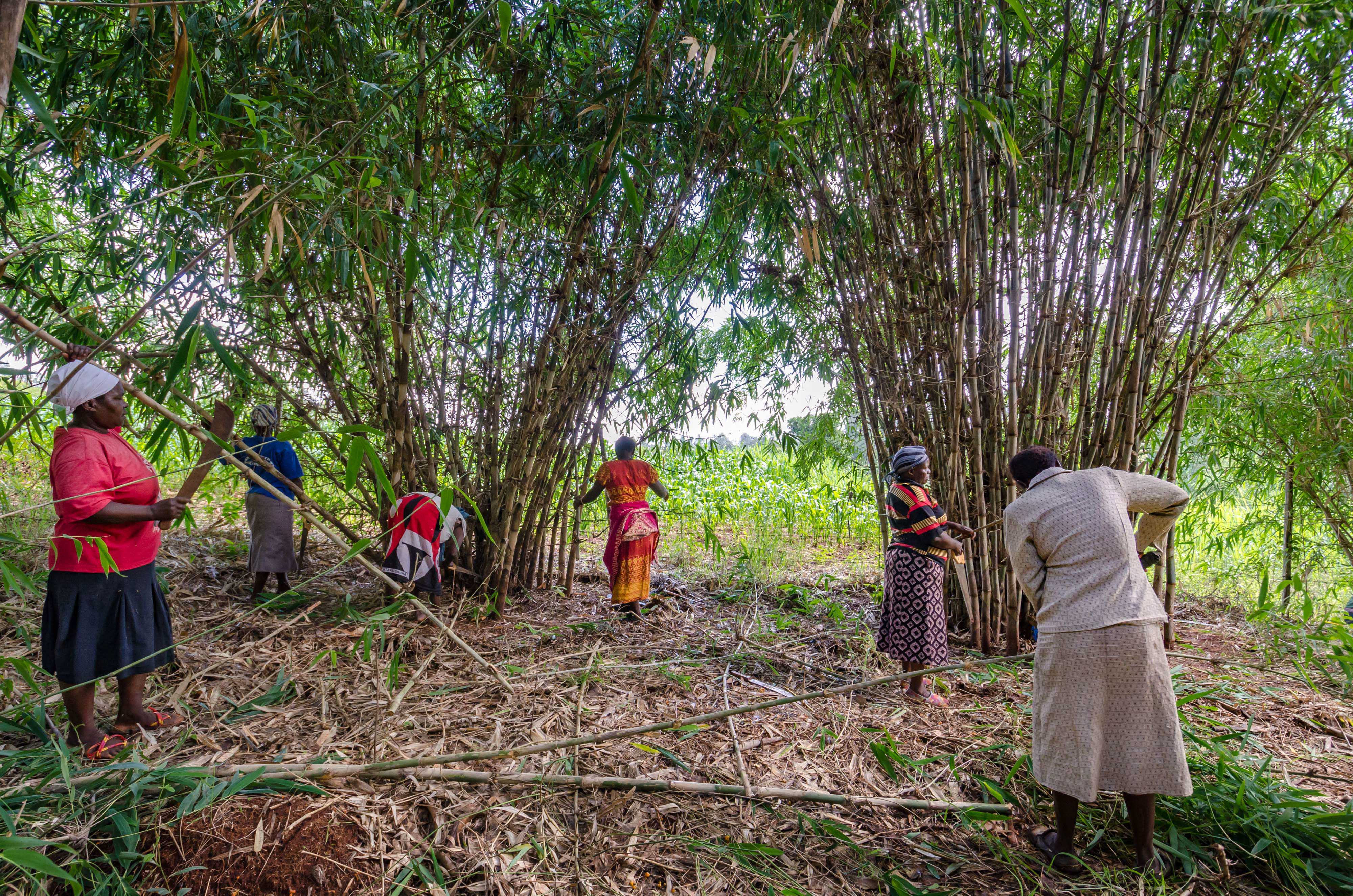 Women harvest bamboo at the Kenya Fuel Woods program site