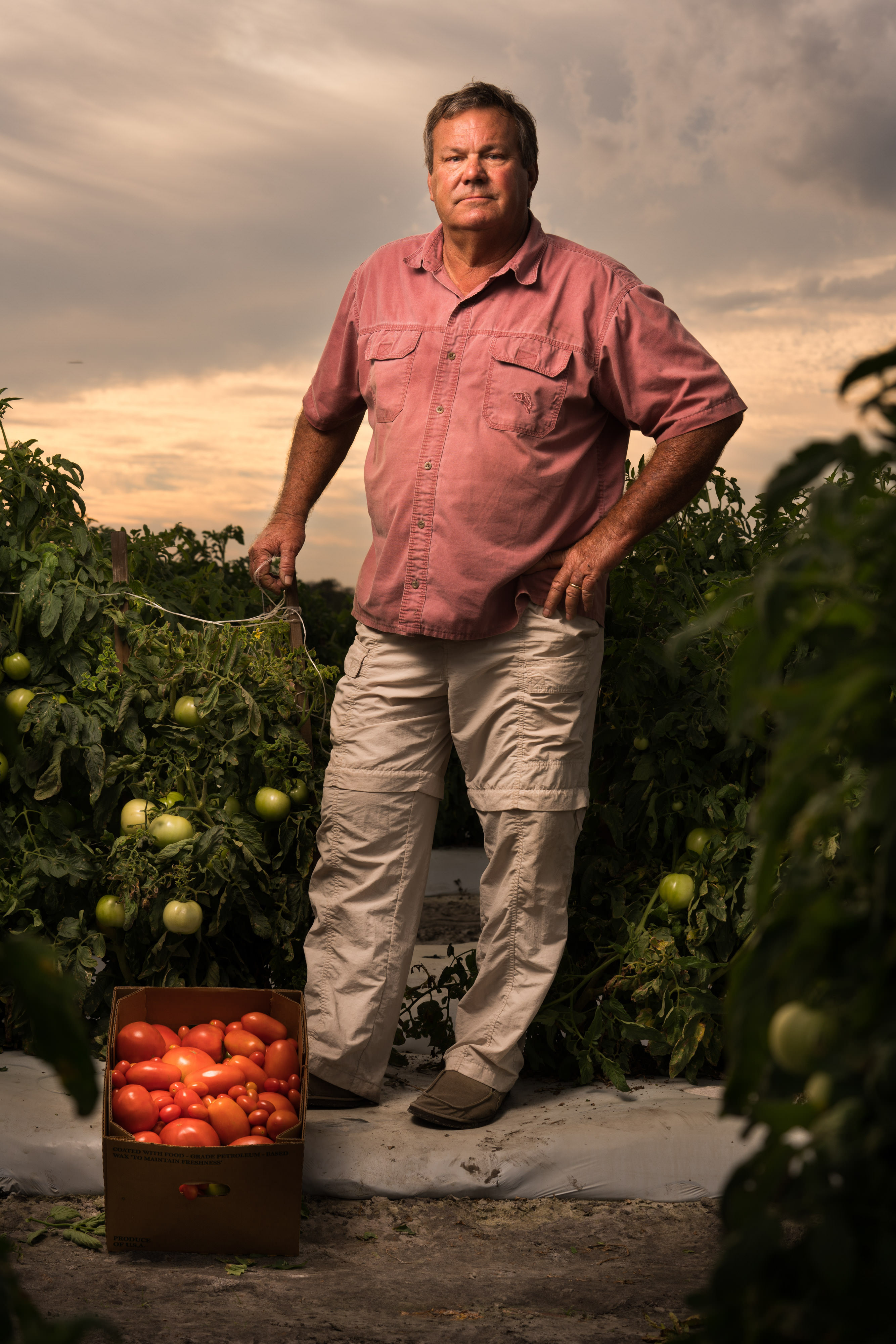 Un hombre entre enredaderas en su finca de tomate.