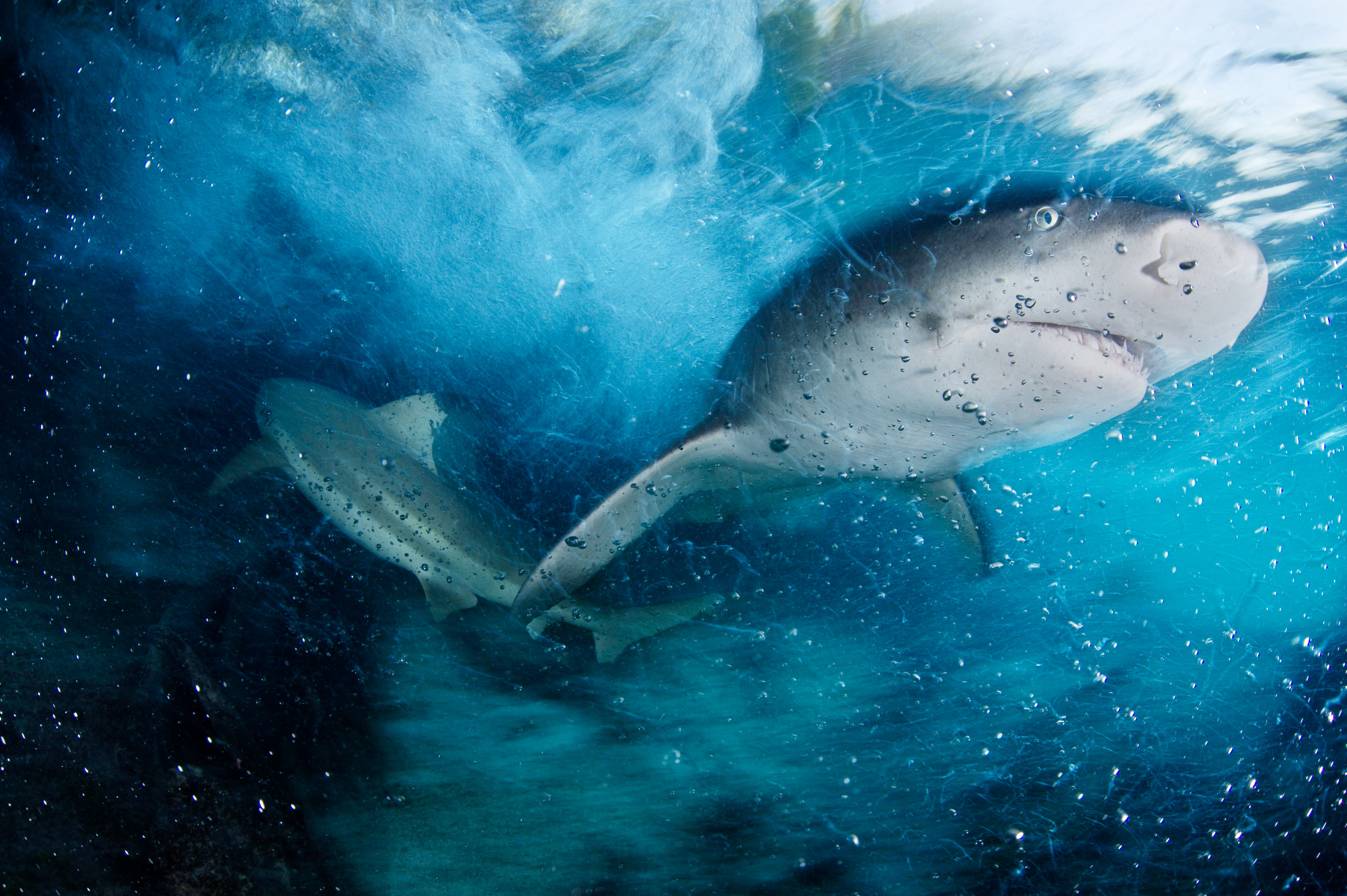 A sicklefin lemon shark swims in blue water