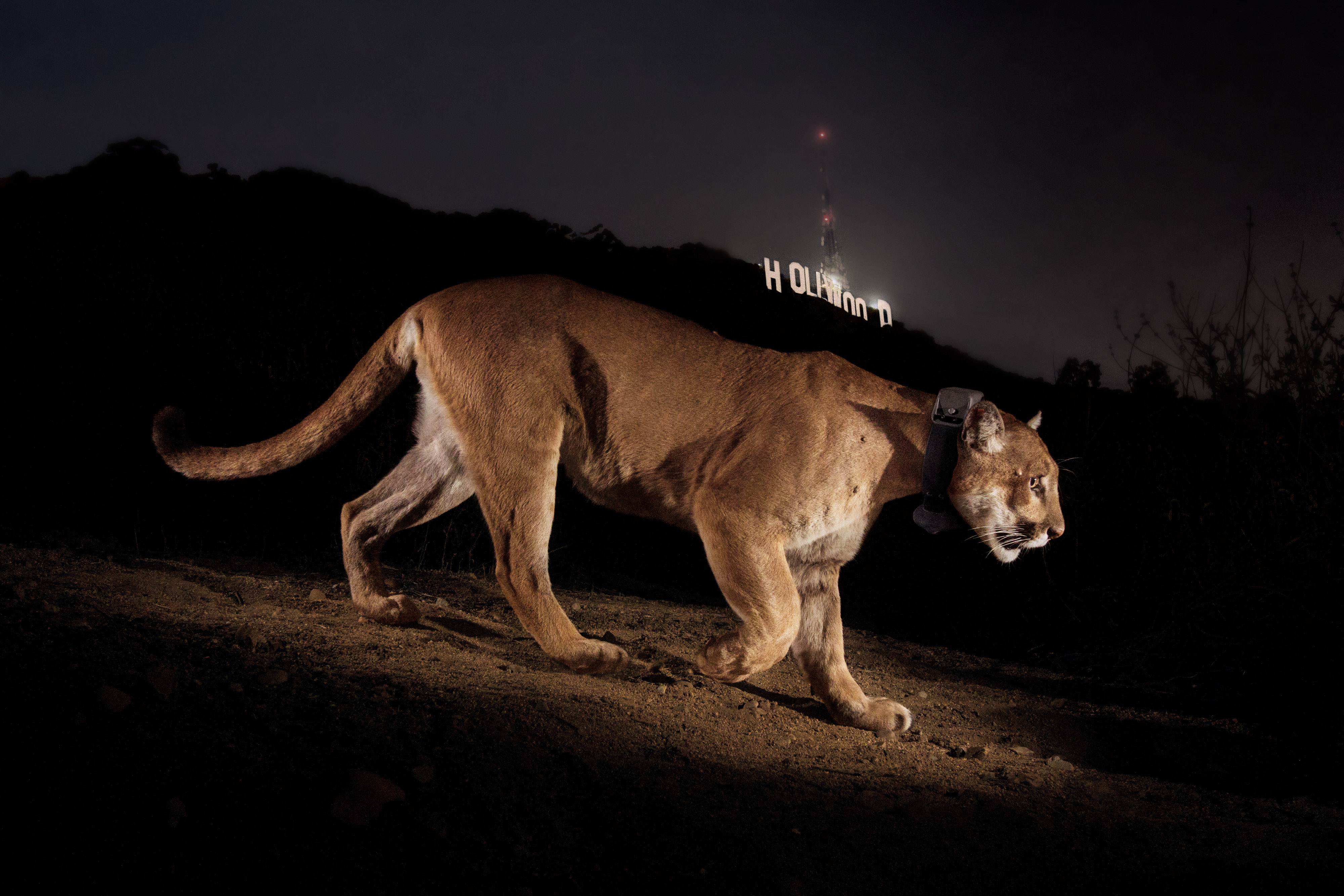 Una cámara remota captura un puma con collar en un parque en Los Ángeles.