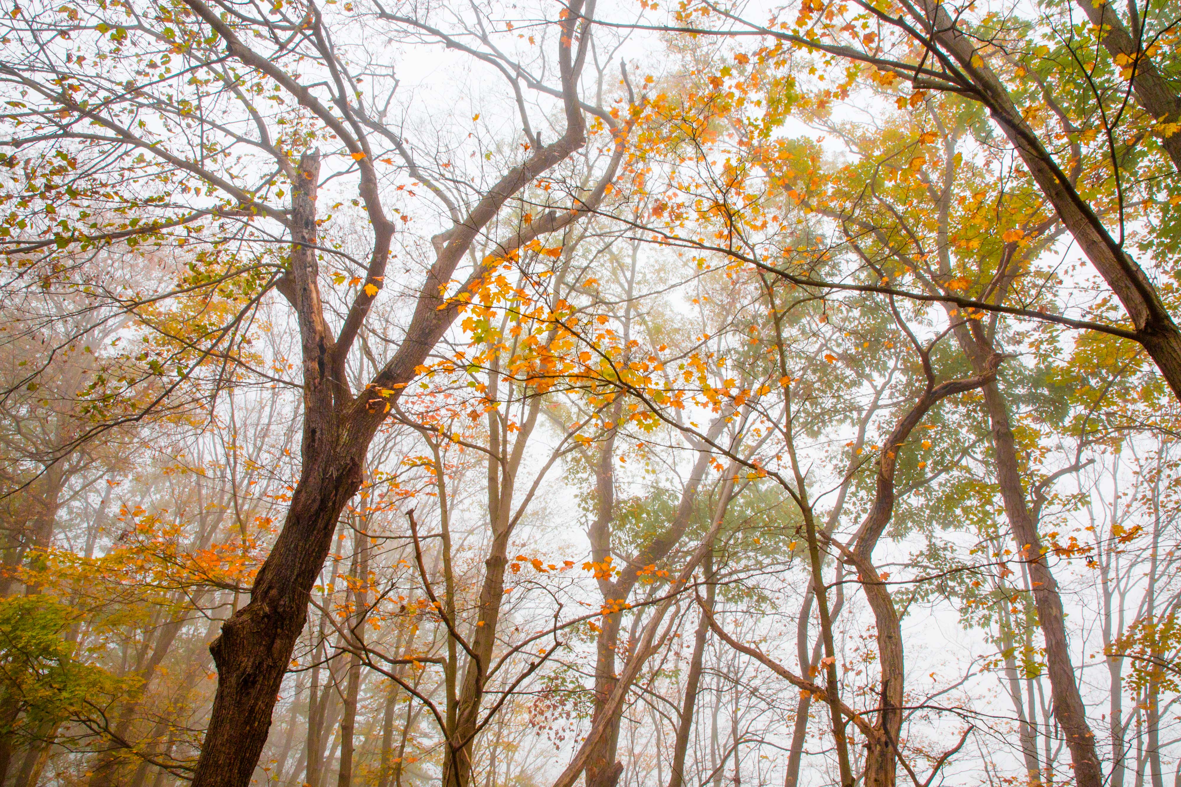 Treetops in fall color