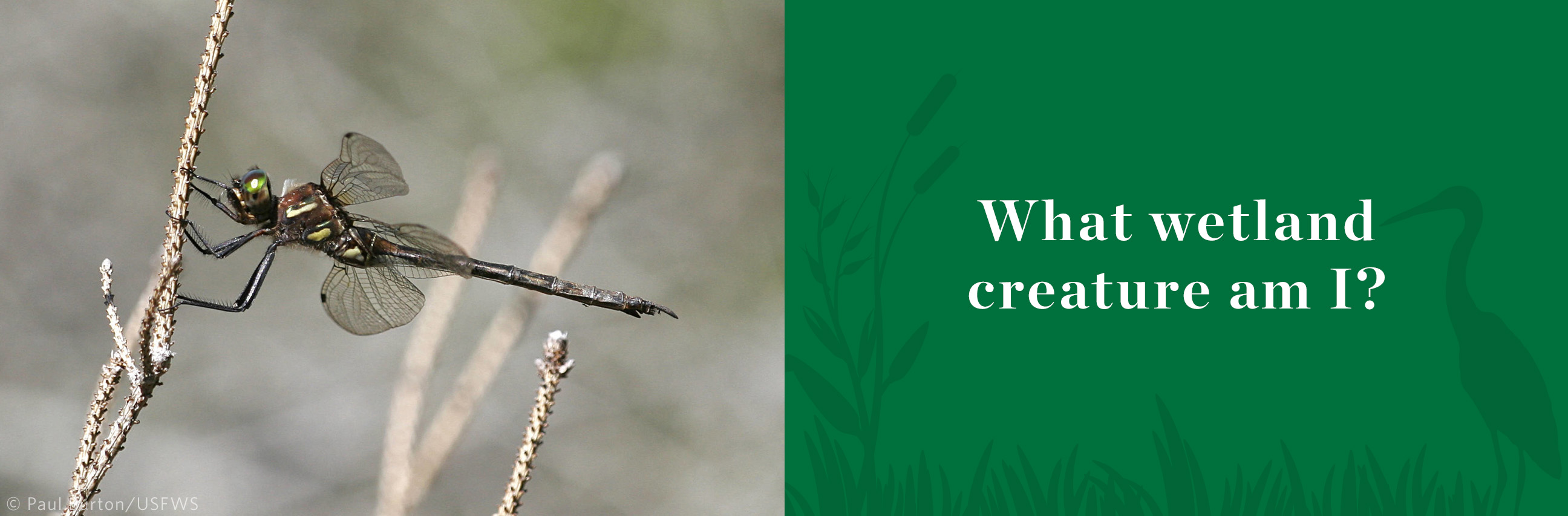 Metallic-looking Hines emerald dragonfly clings to bare stalk.