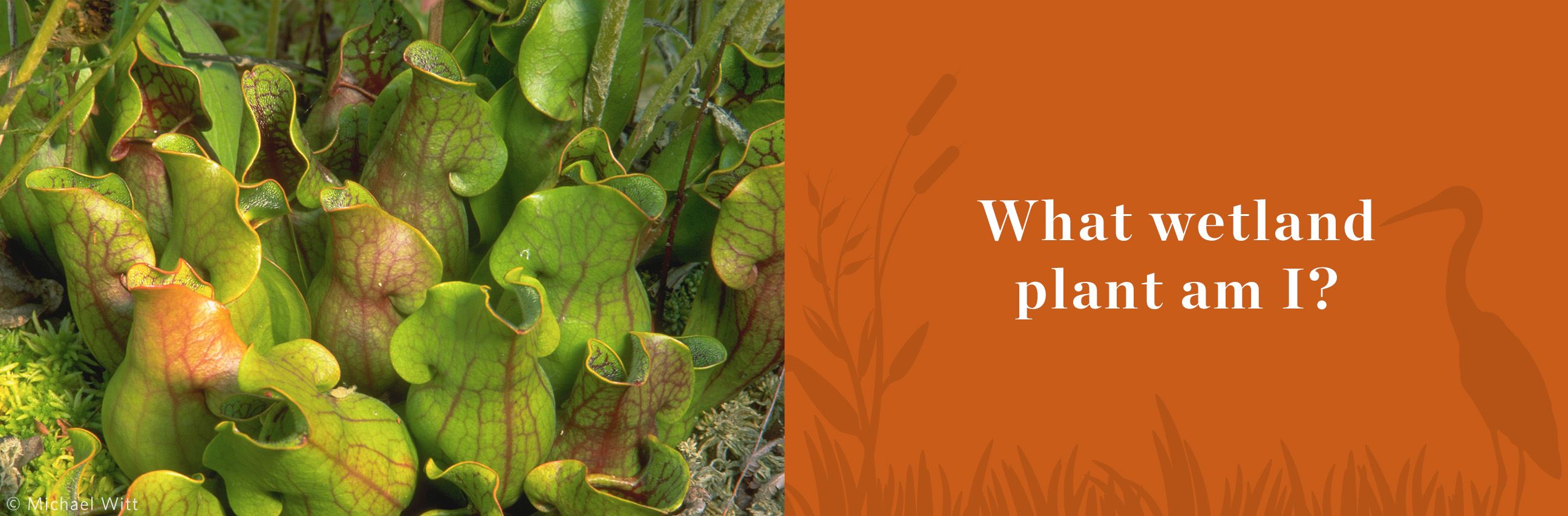 Several bright green pitcher plants growing close together on ground.