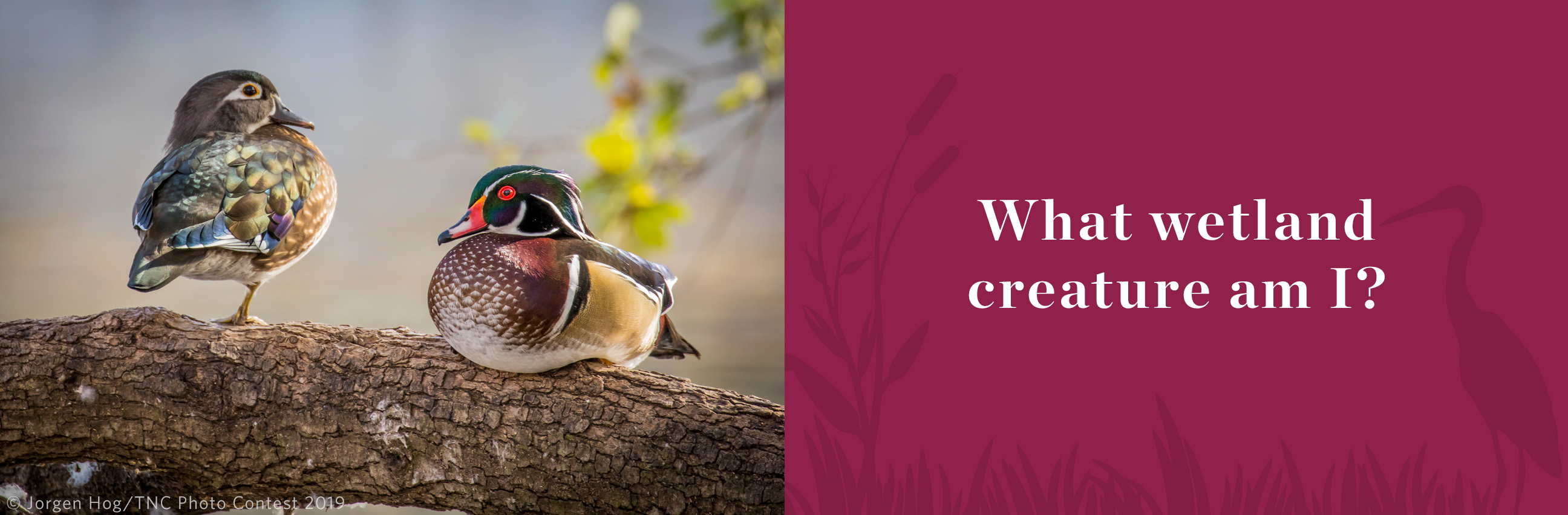 Colorful male and female wood ducks on heavy tree limb.