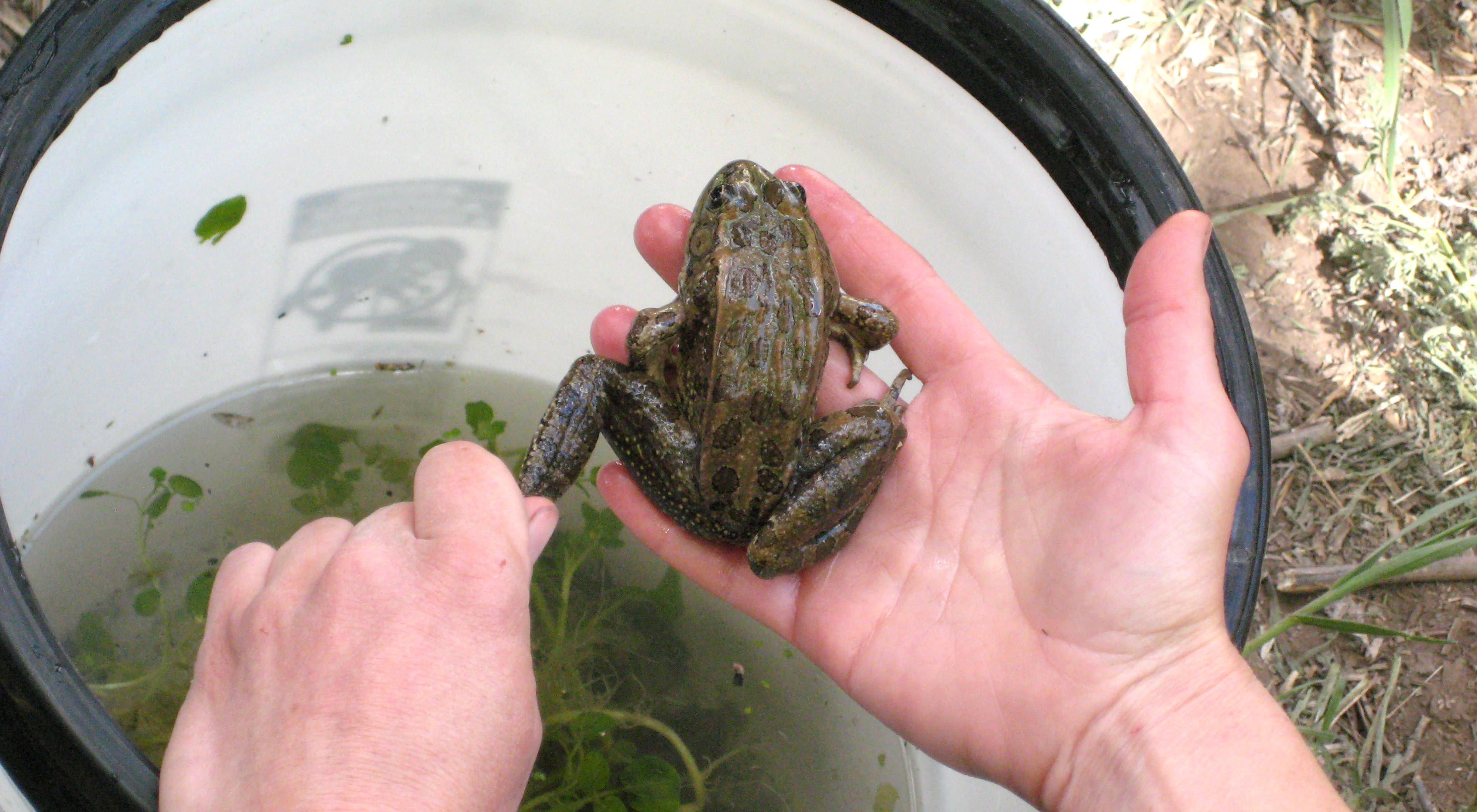 Northern Leopard Frog in hand