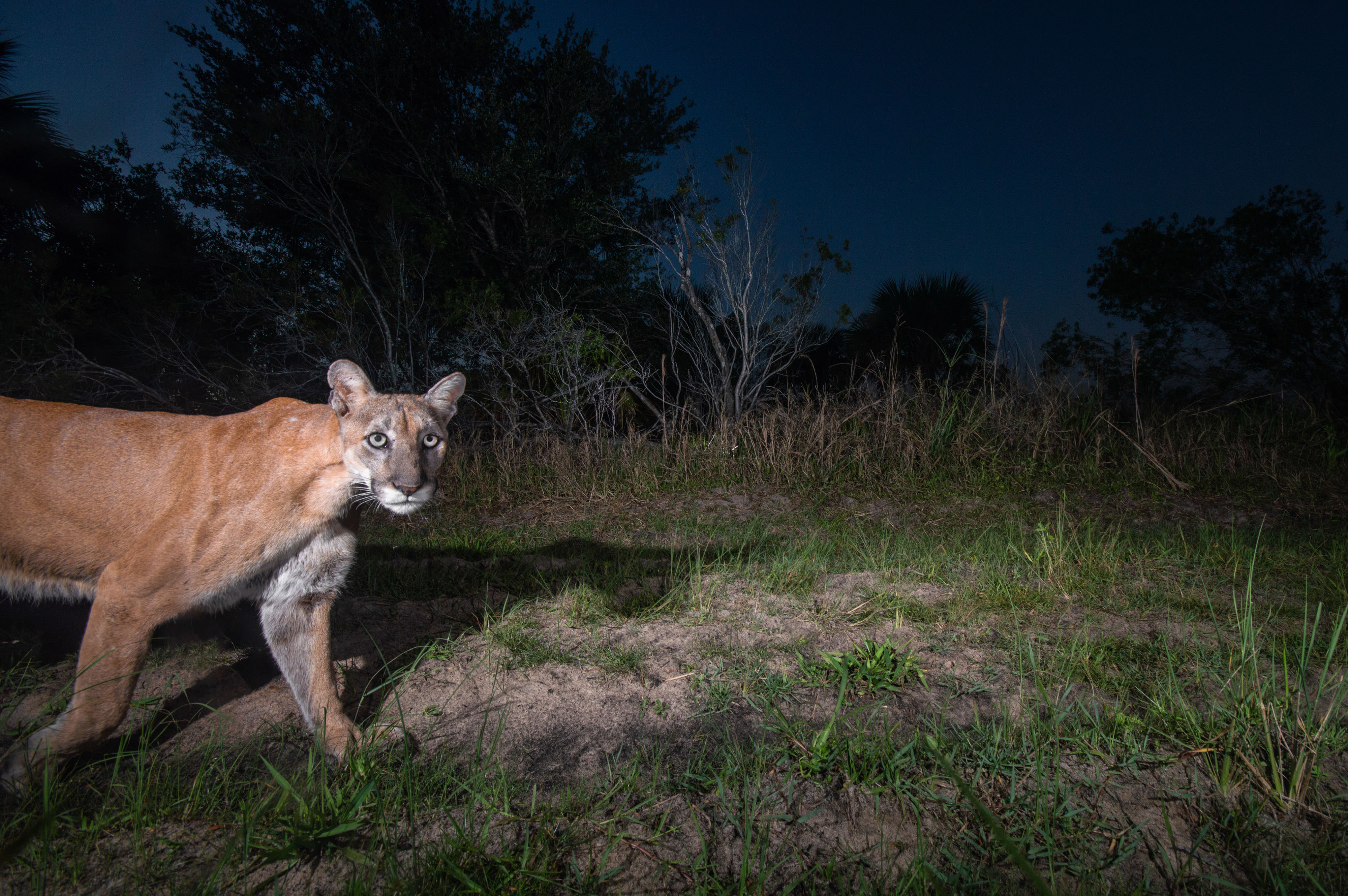 Florida panther.