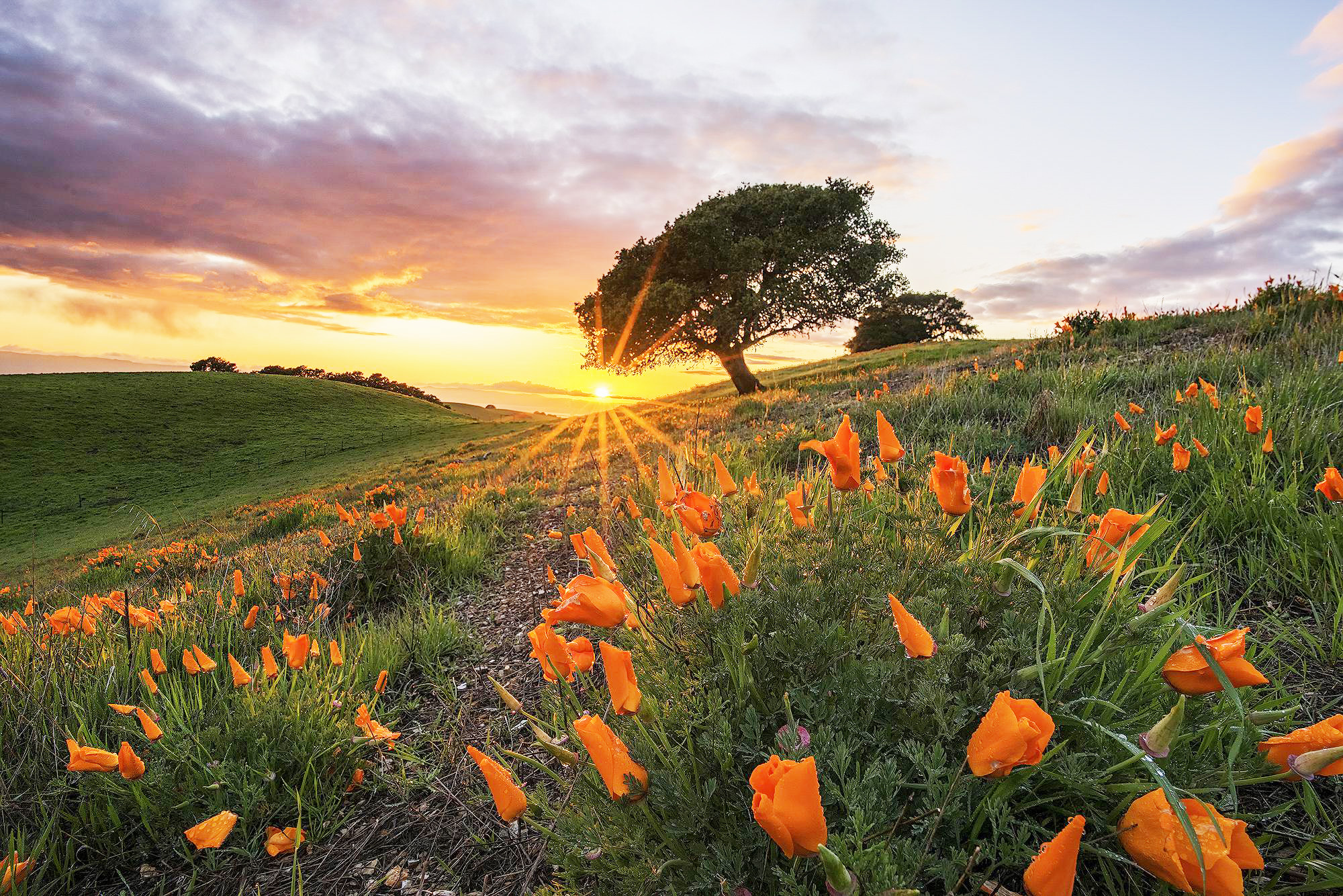 Poppies on a field with an Oak in the background.