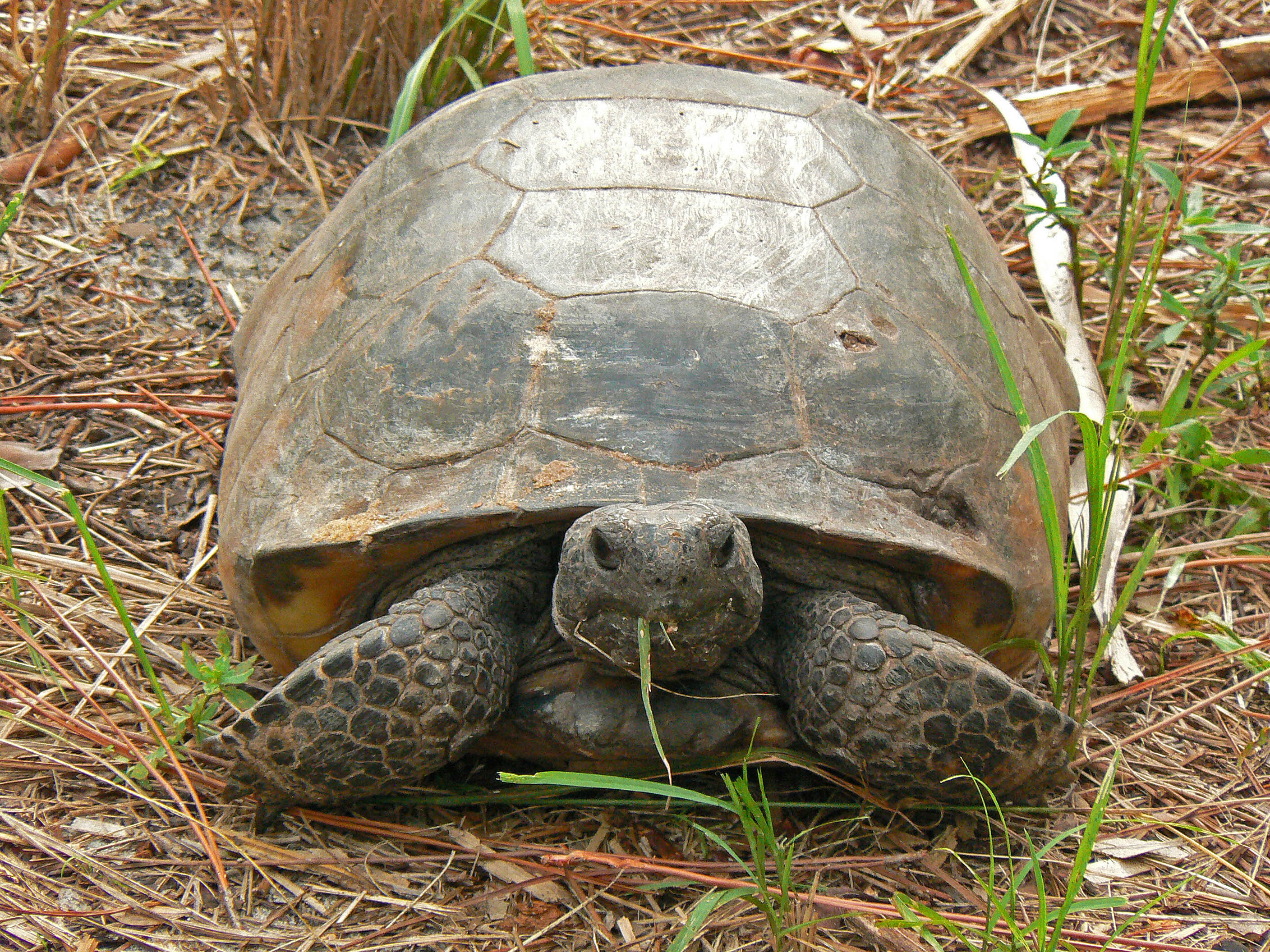 A close up of an adult gopher tortoise eating grass.