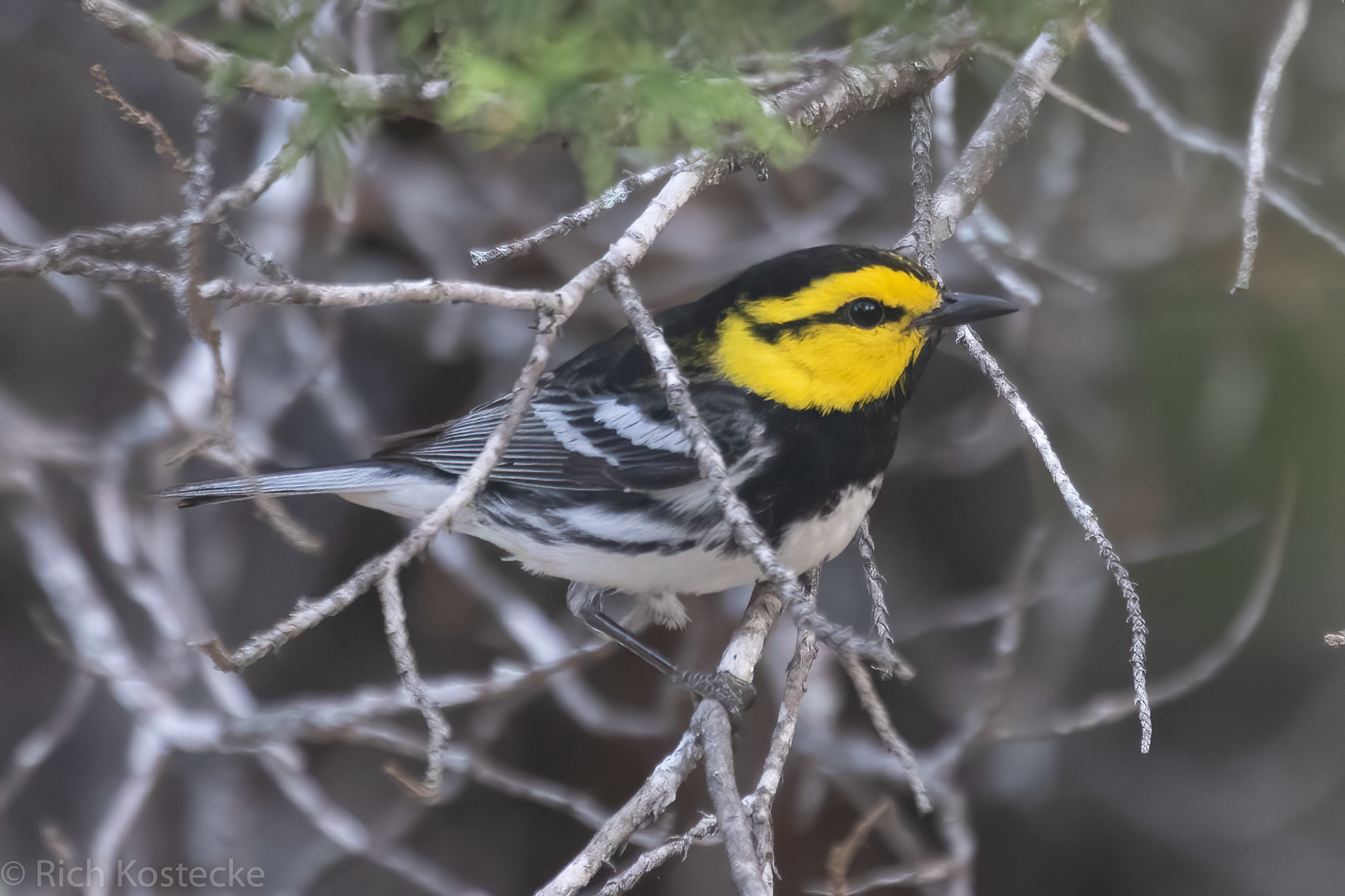 A bird with a yellow head and black and white feathers sits on a thin branch.