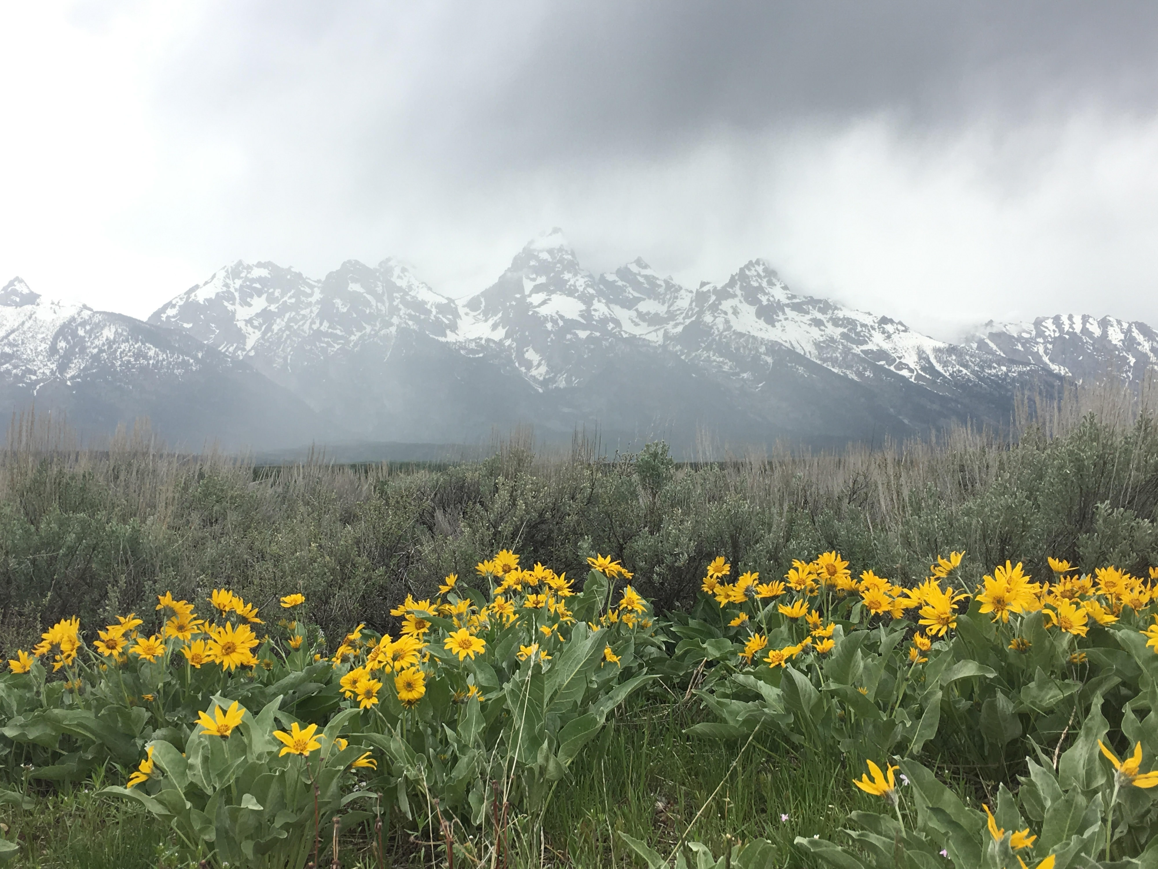A snow-capped mountain on a foggy day with bright flowers and high grasses in the foreground