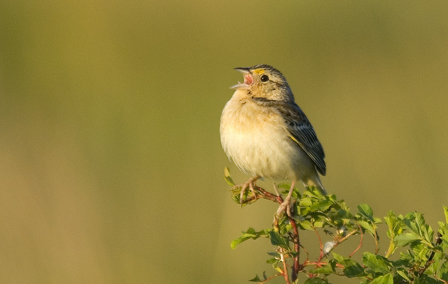 A grasshopper sparrow standing on a branch.