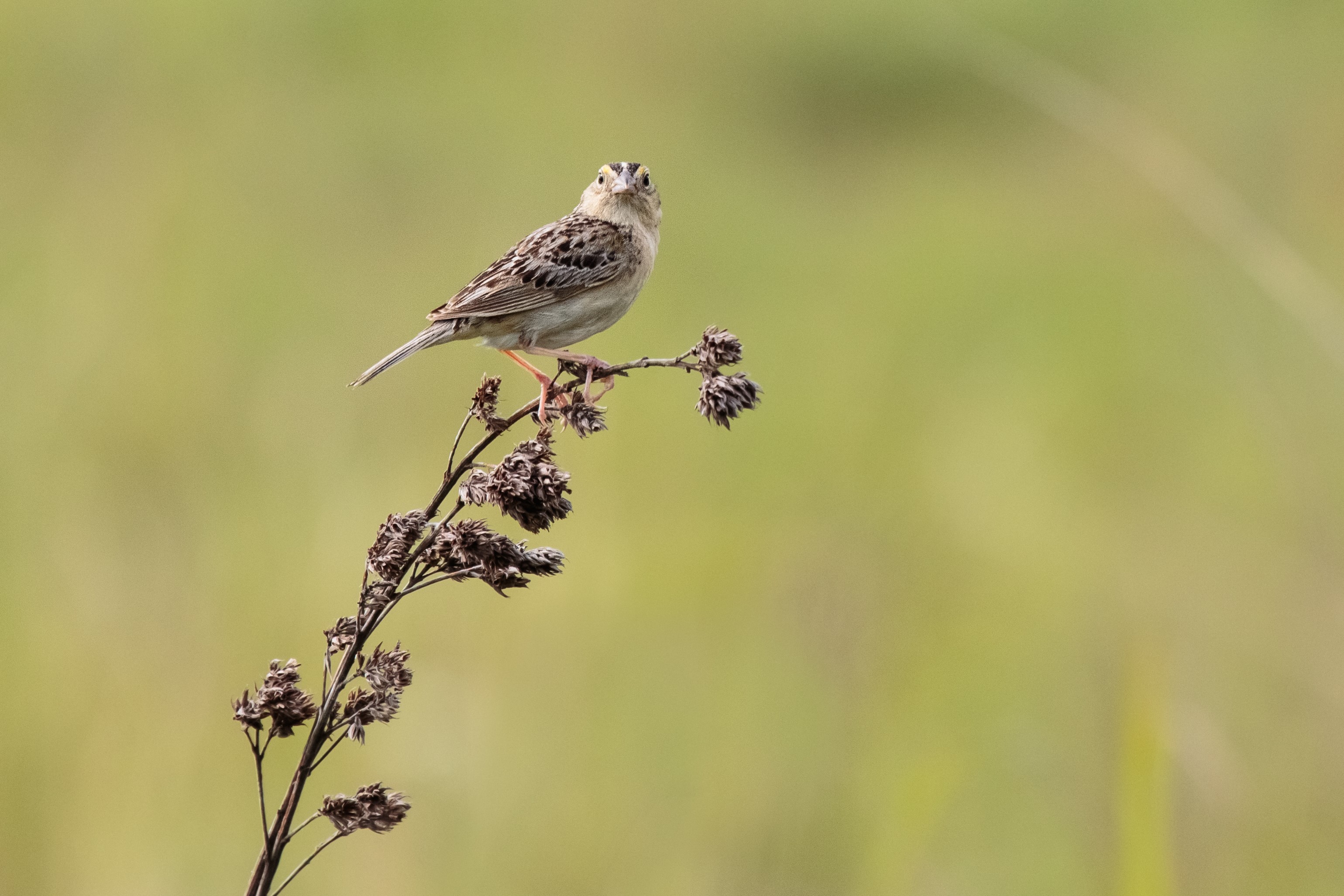 A grasshopper sparrow standing on a branch looks directly at the camera.