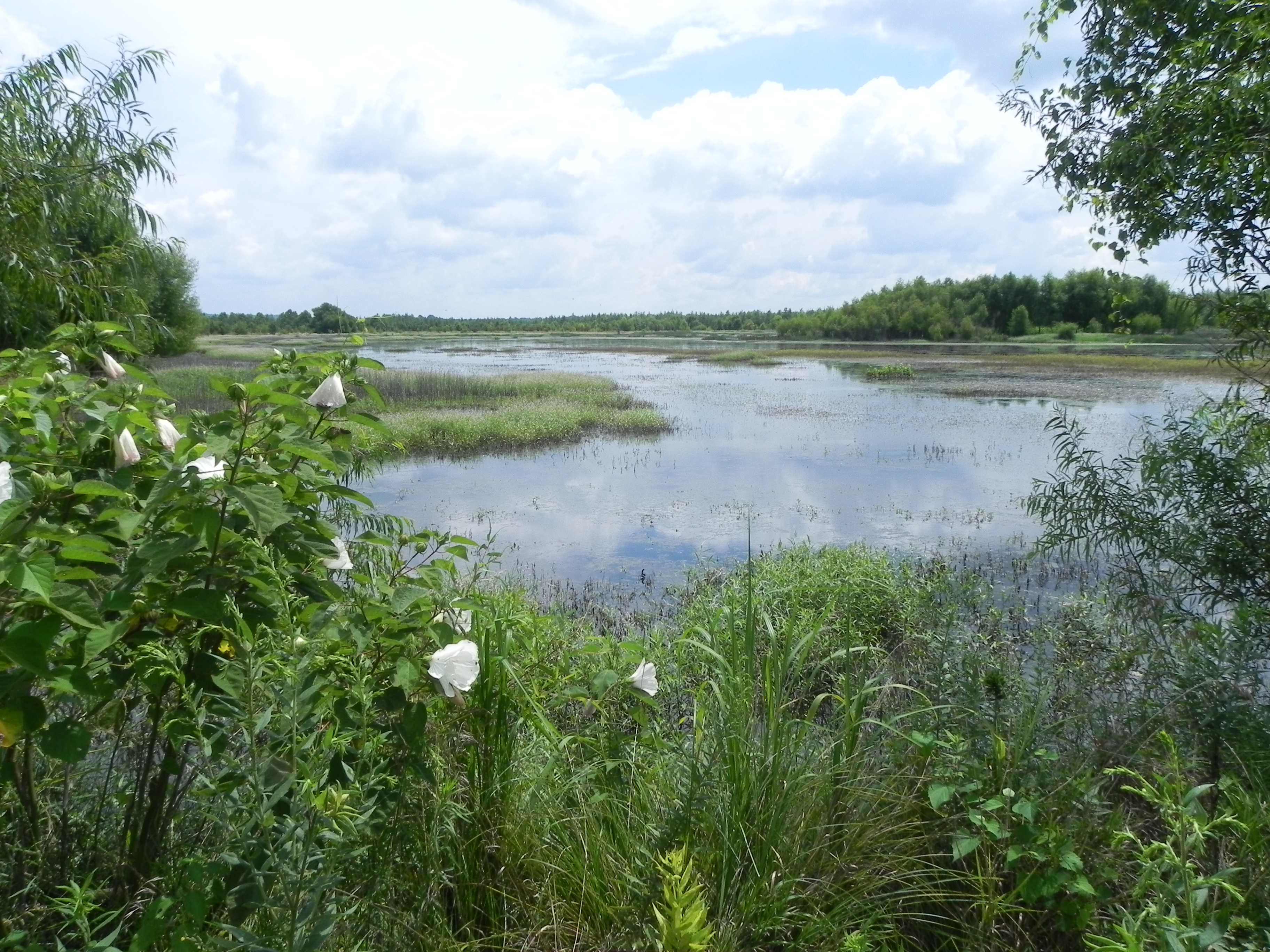 Grassy Slough in the Cache River wetlands. 