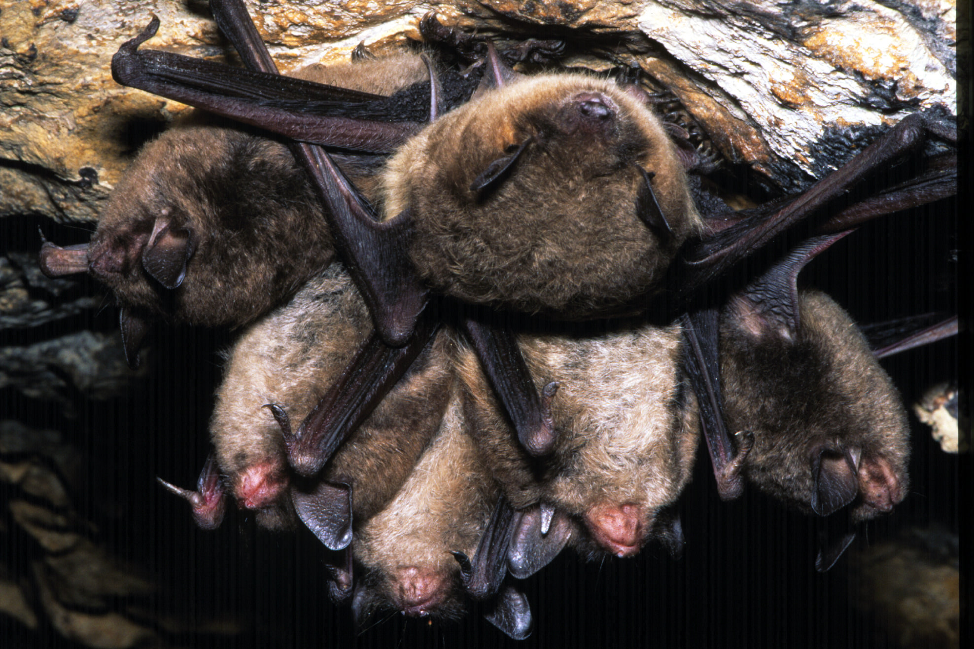 Several furry gray bats hang from a rock.