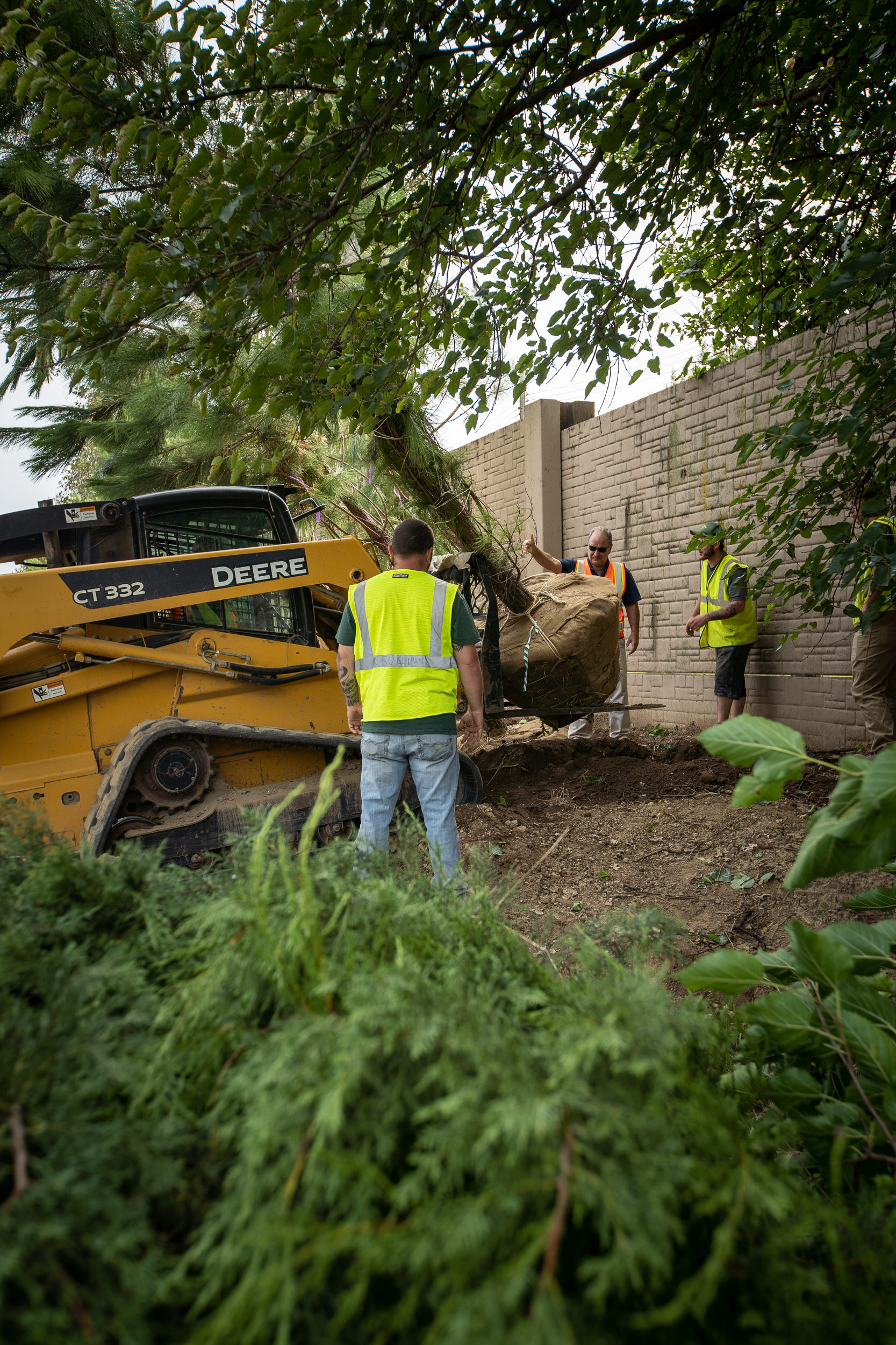 A man stands next to a large hole, gesturing to guide the placement of a mature tree as it is lowered into place by a small dozer.