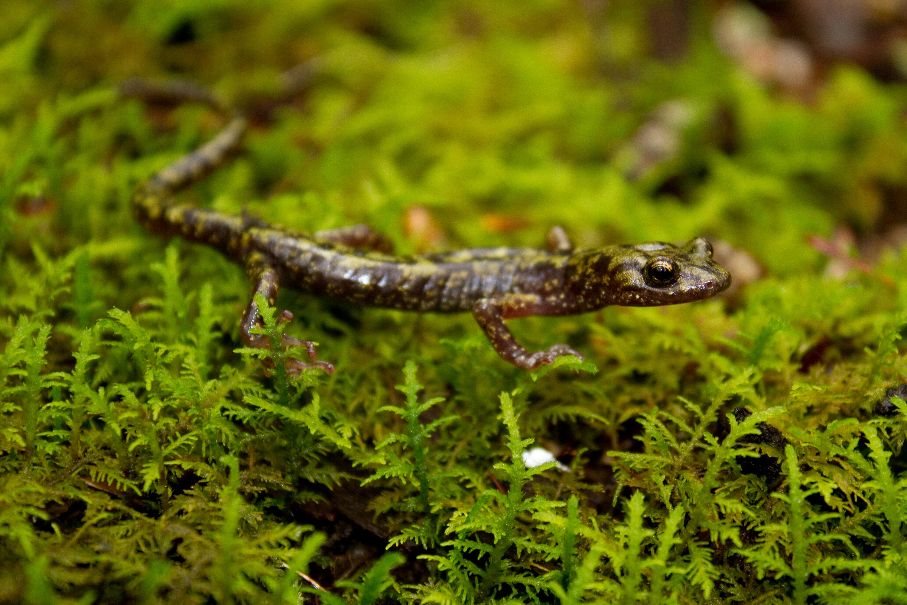Closeup of a small, brown salamander crawling on a mossy log.