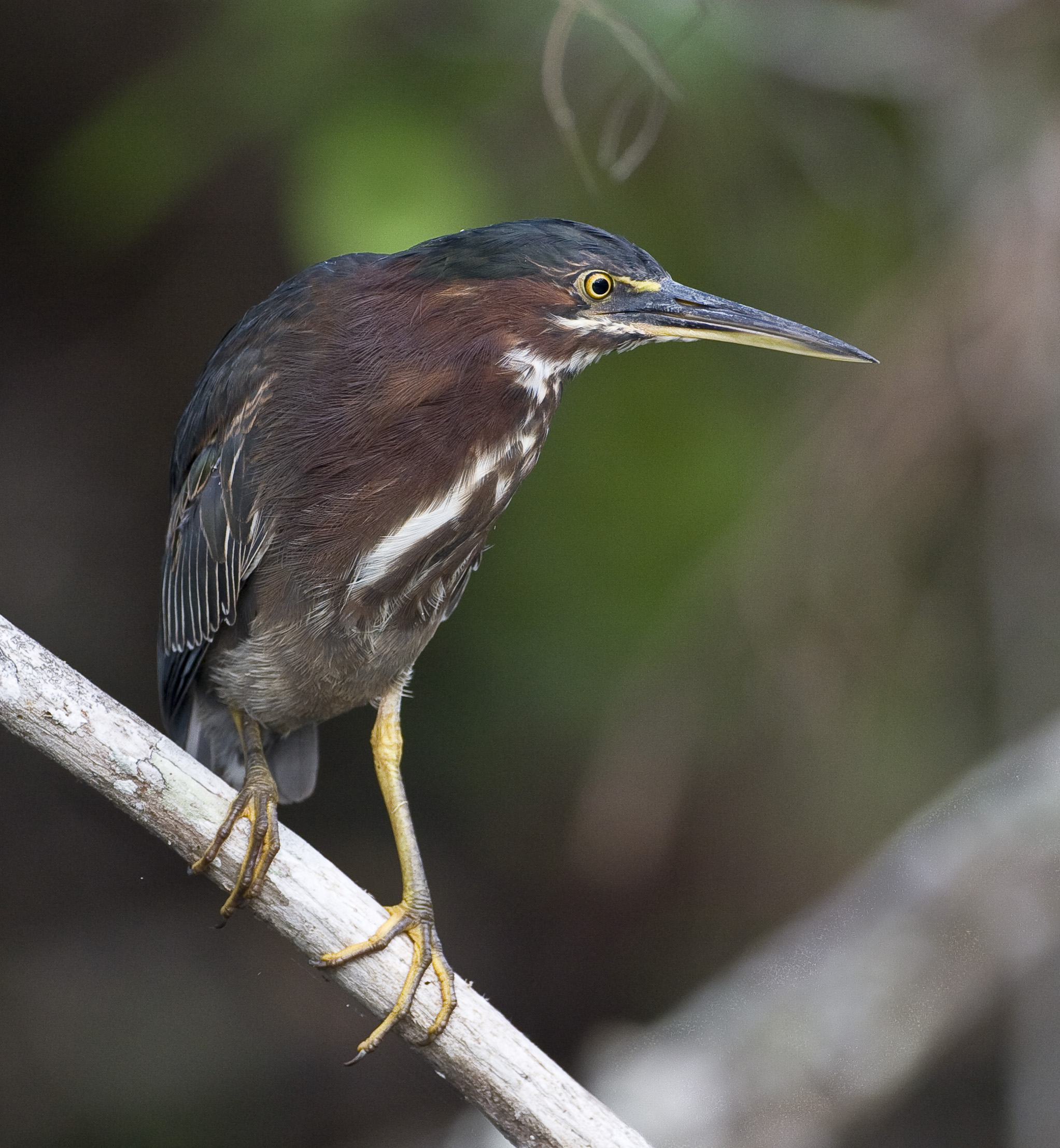 An adult green heron is perched on a tree branch. 