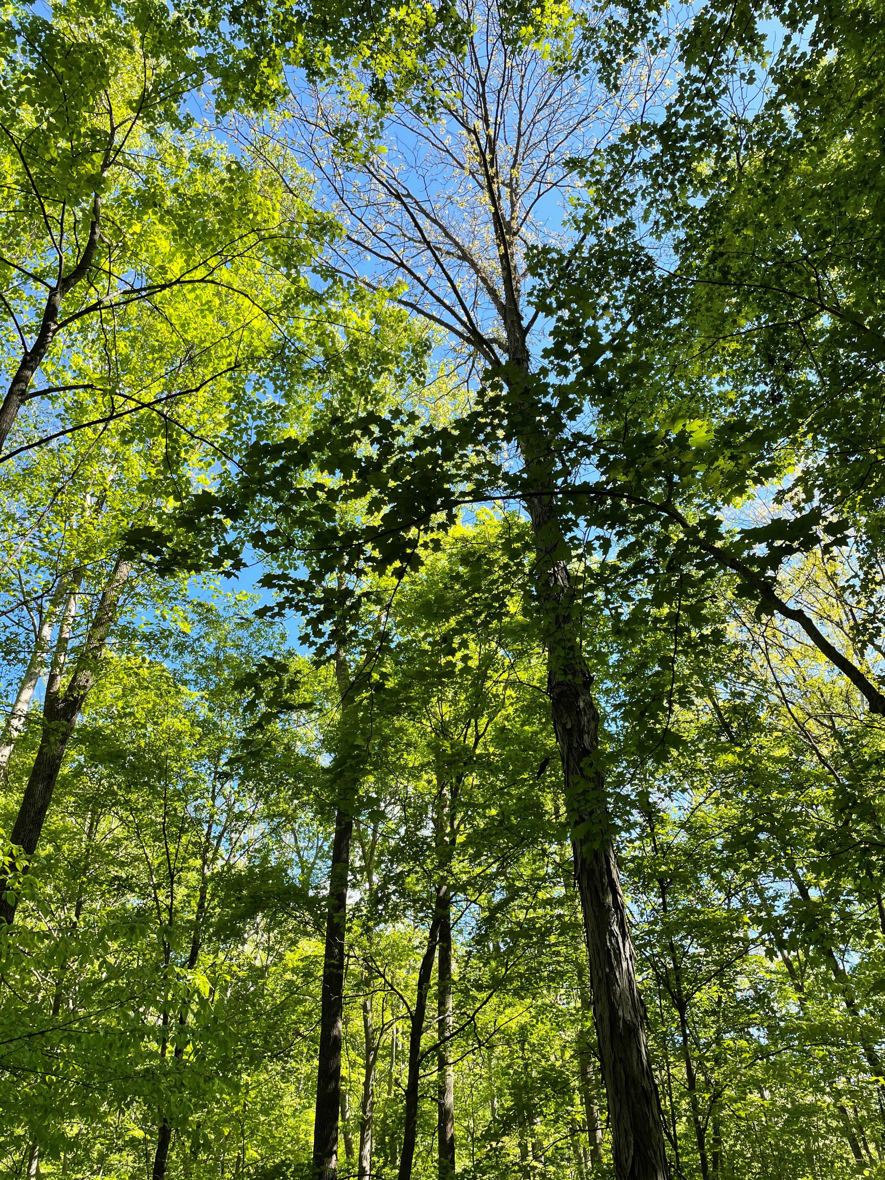 Forest treetops against a blue sky.