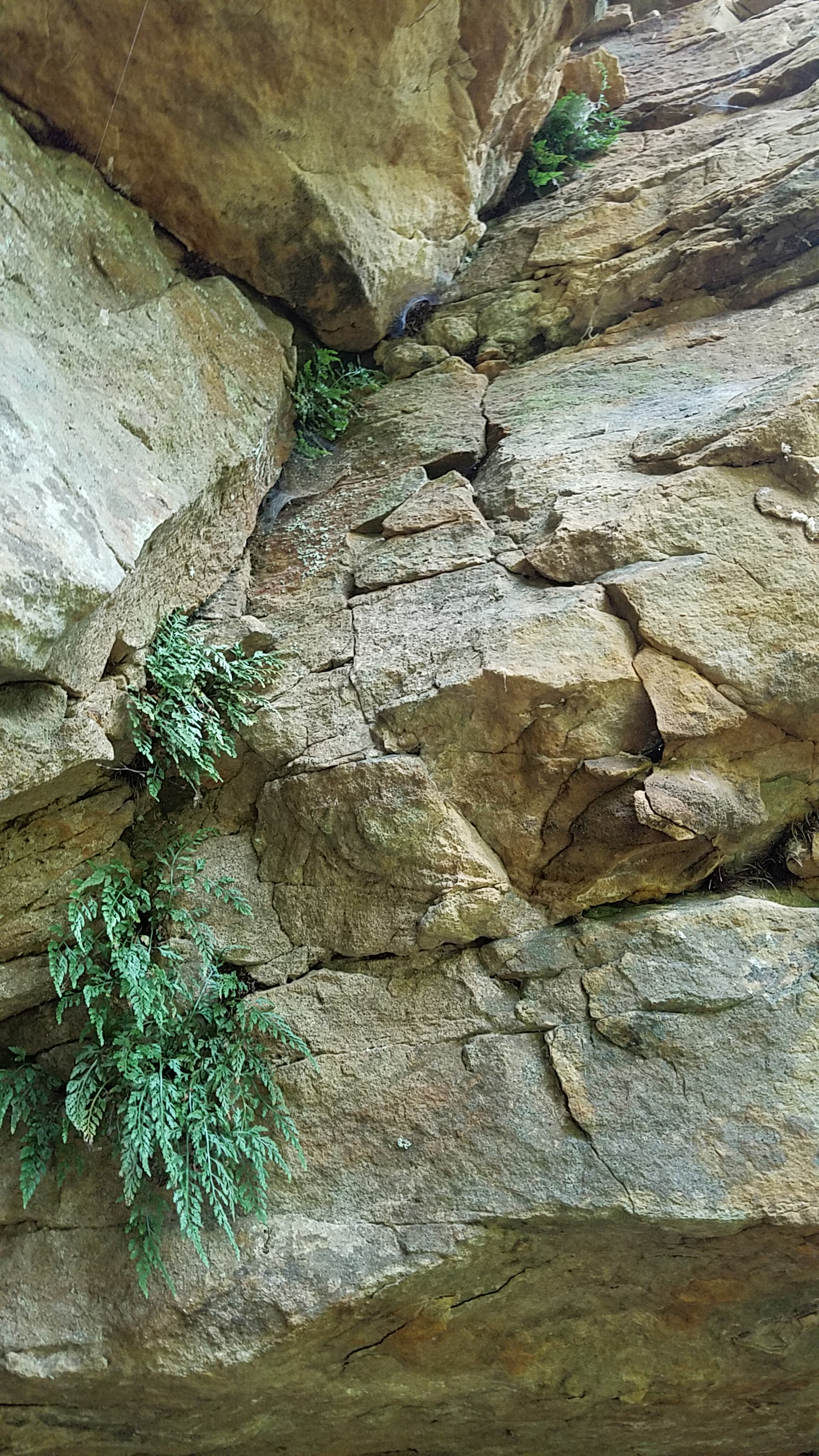 Ferns cling to steep sandstone cliff.