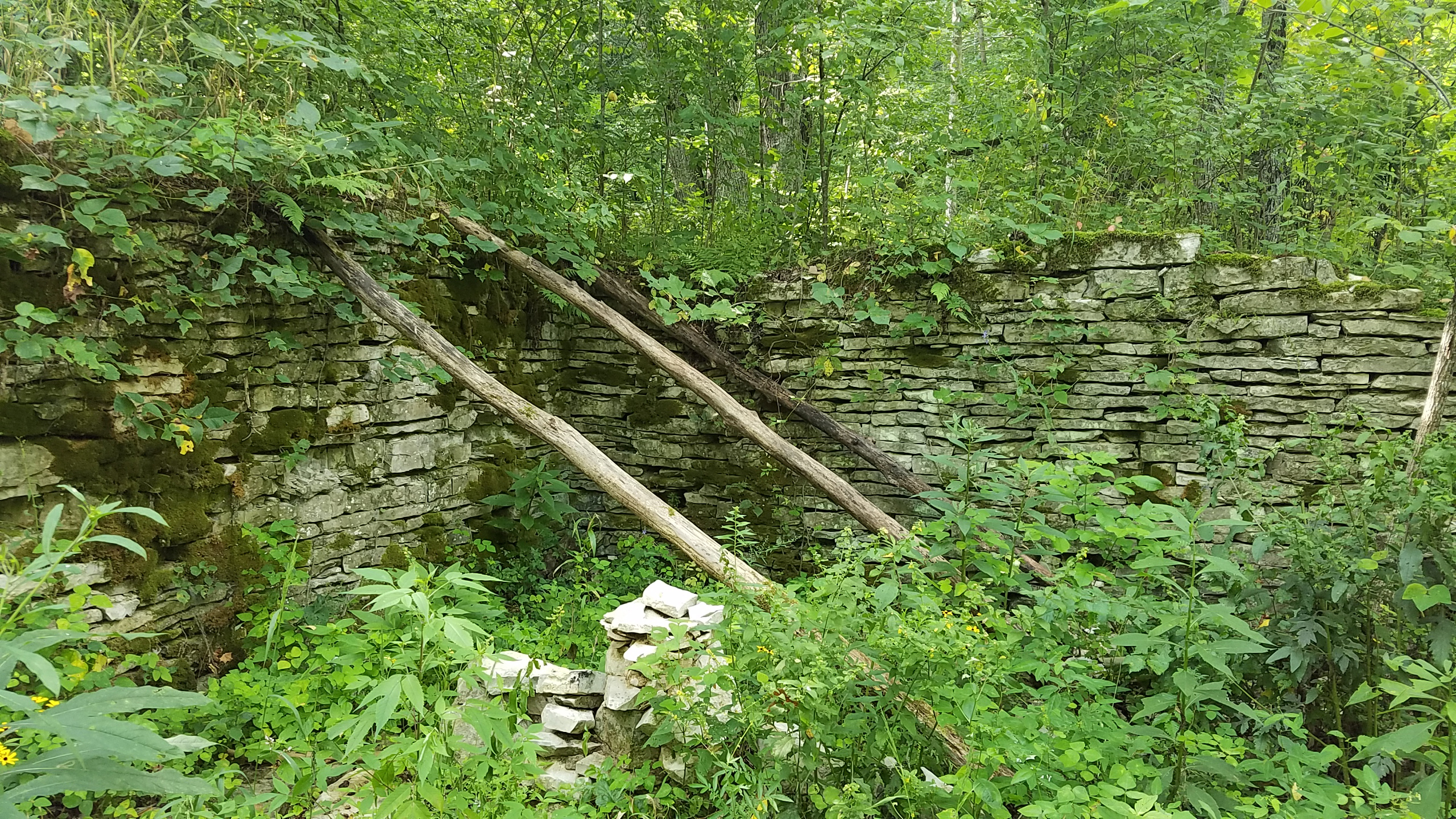 Stone wall in lush green forest.