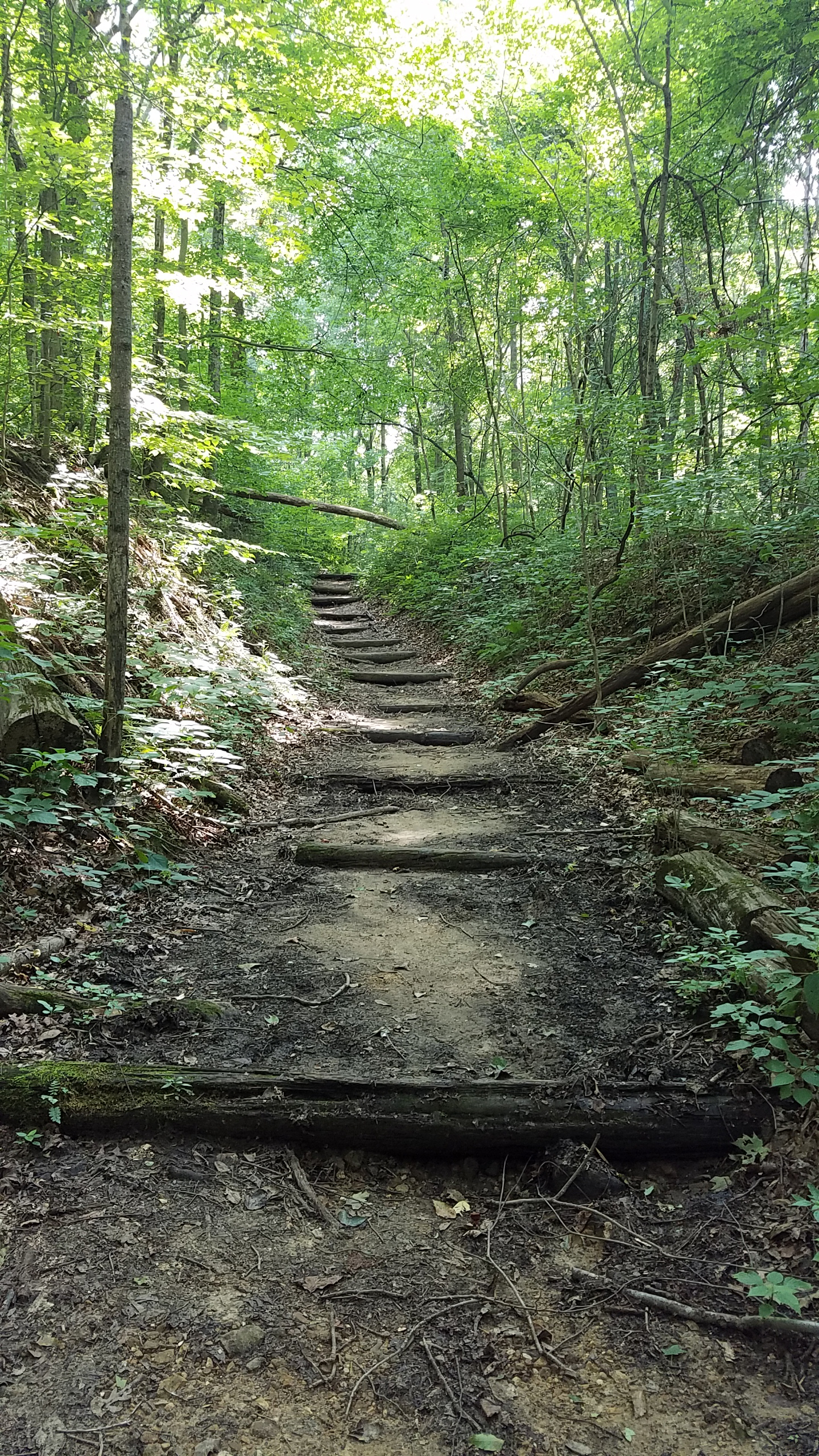 Trail runs through lush green foreset.