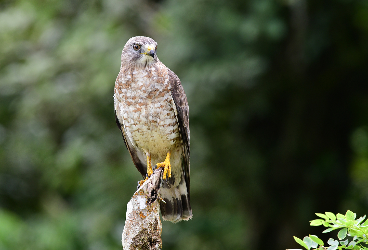 A brown and white hawk with yellow talons sits on a tree stump.