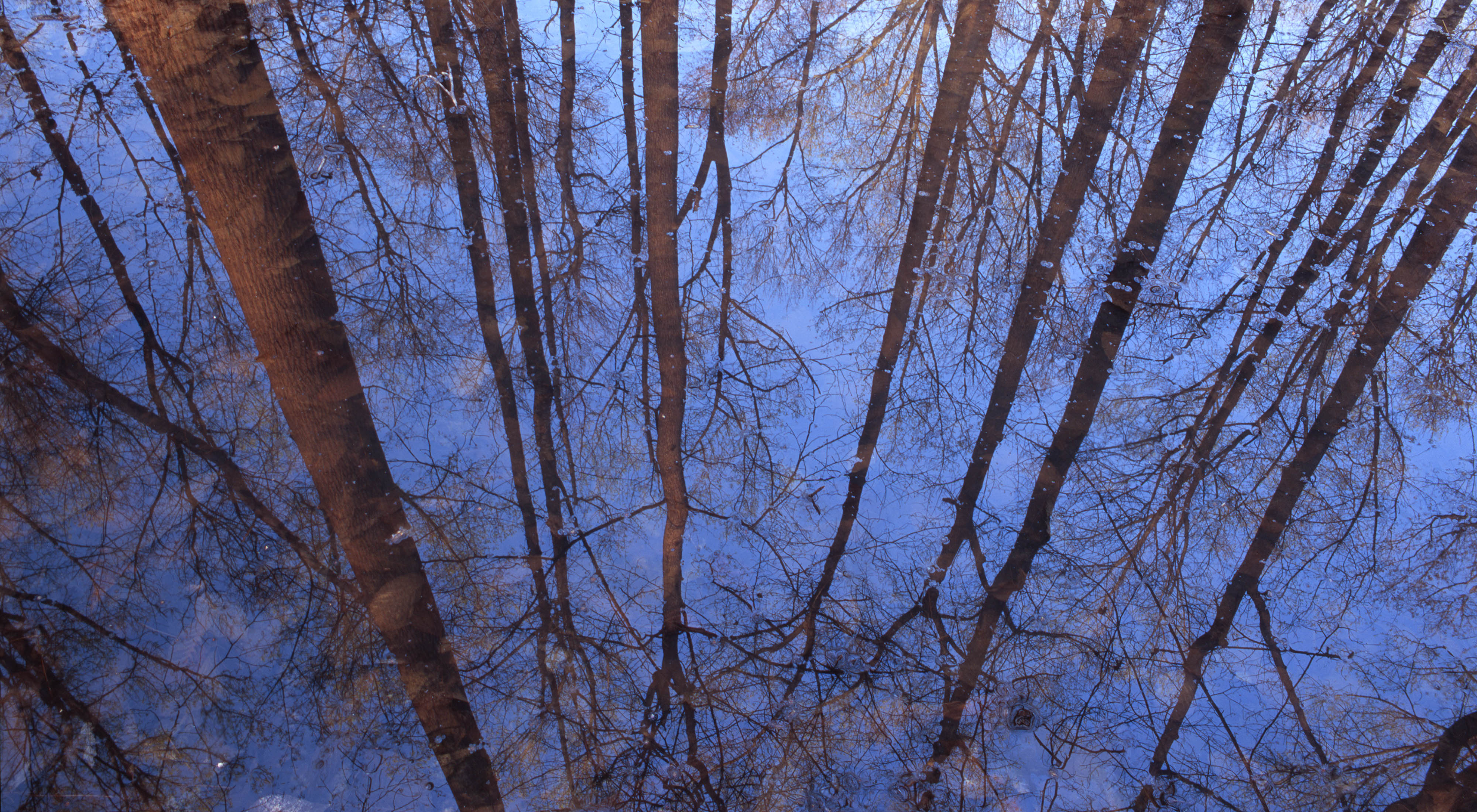 Reflections of mostly leafless trees in still water.
