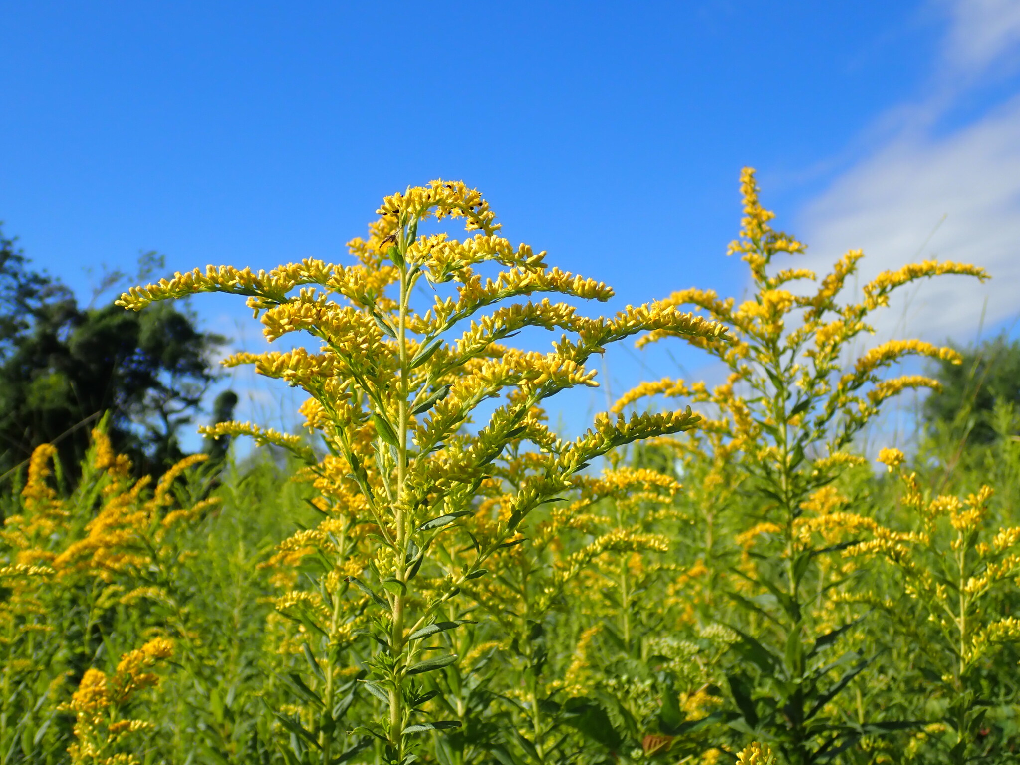 Goldenrod flowers. 