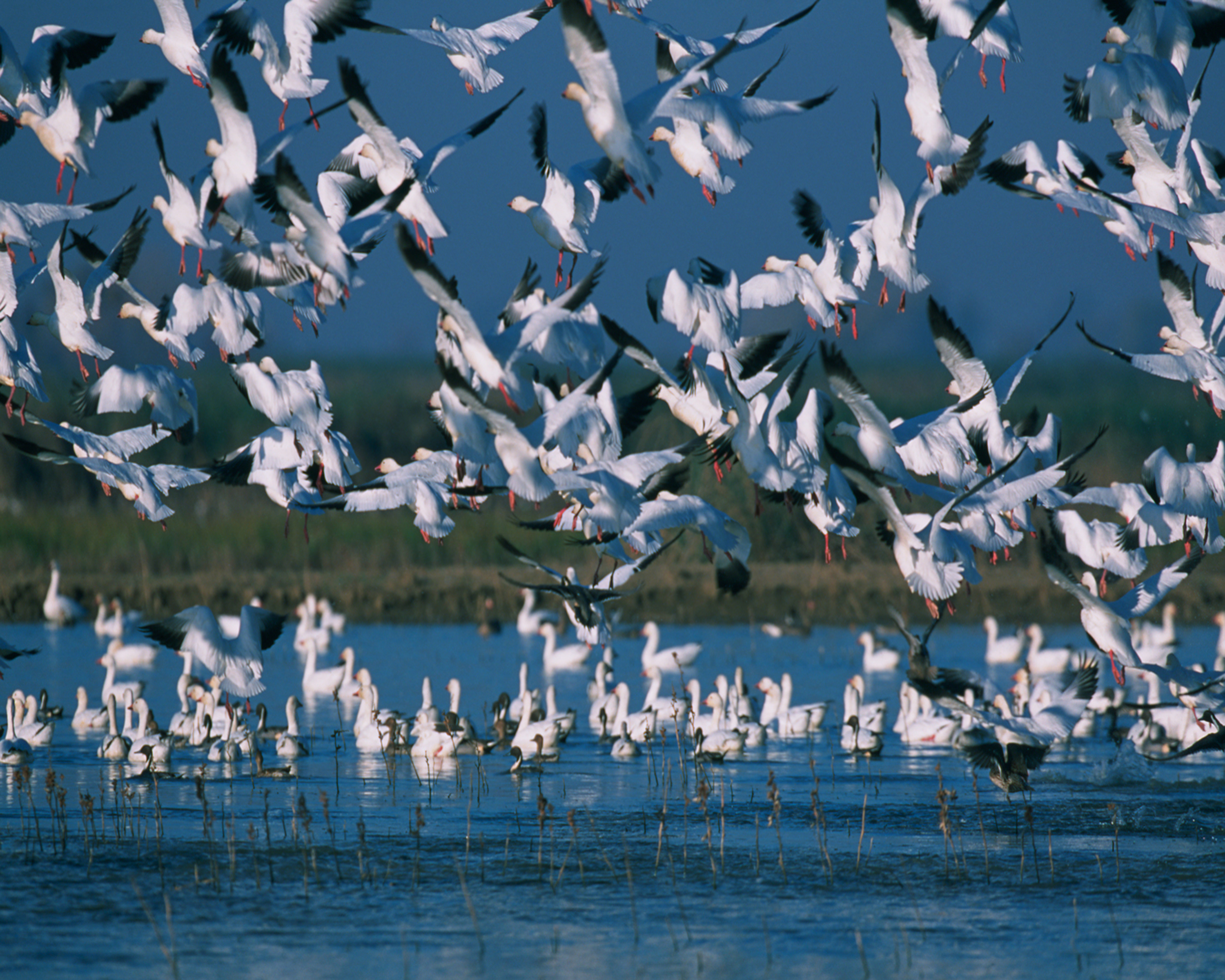 White birds take flight above a shallow waterway.
