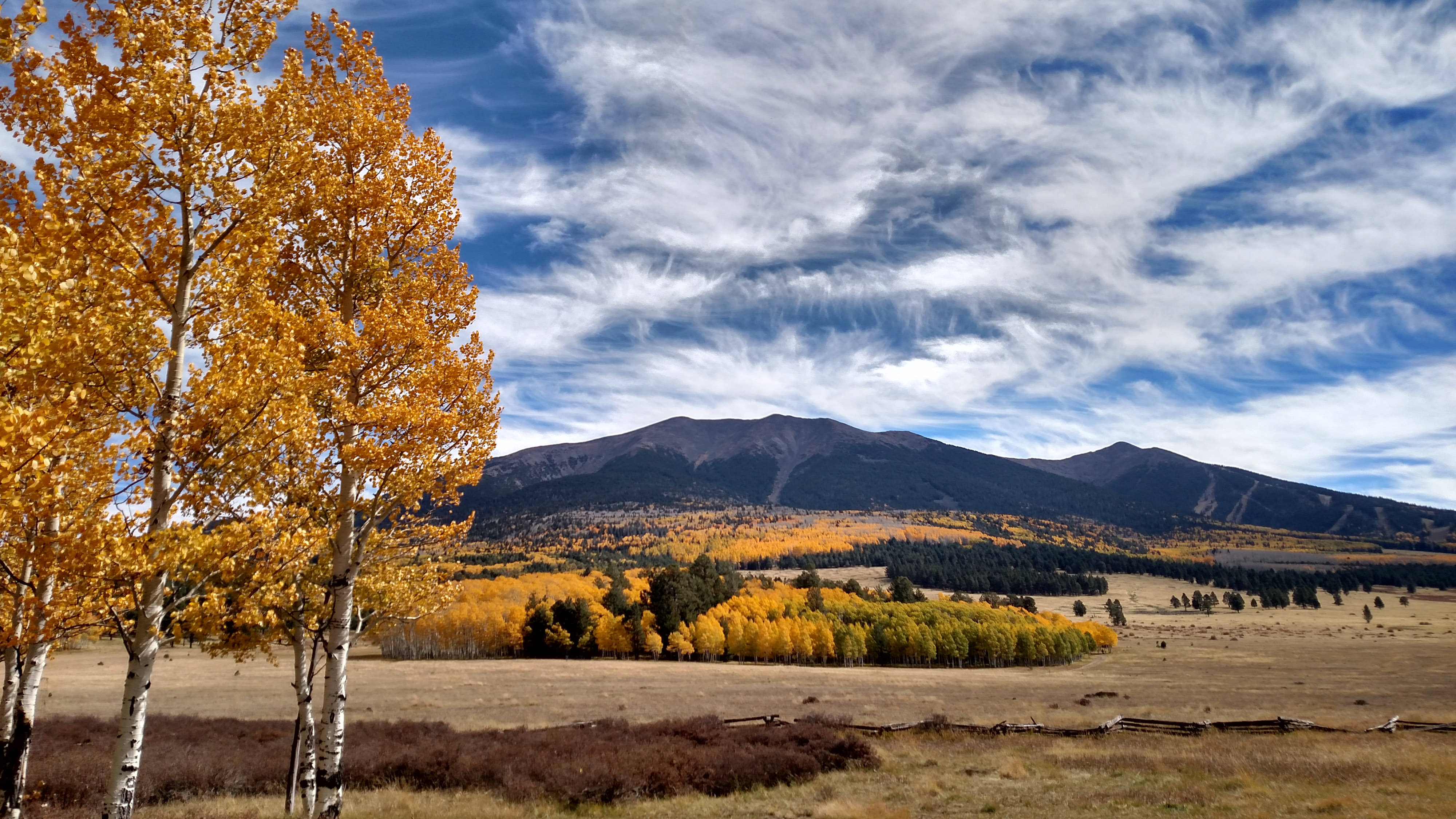 Aspen trees with golden fall leaves in the foreground with mountain peaks and more fall trees in the background.