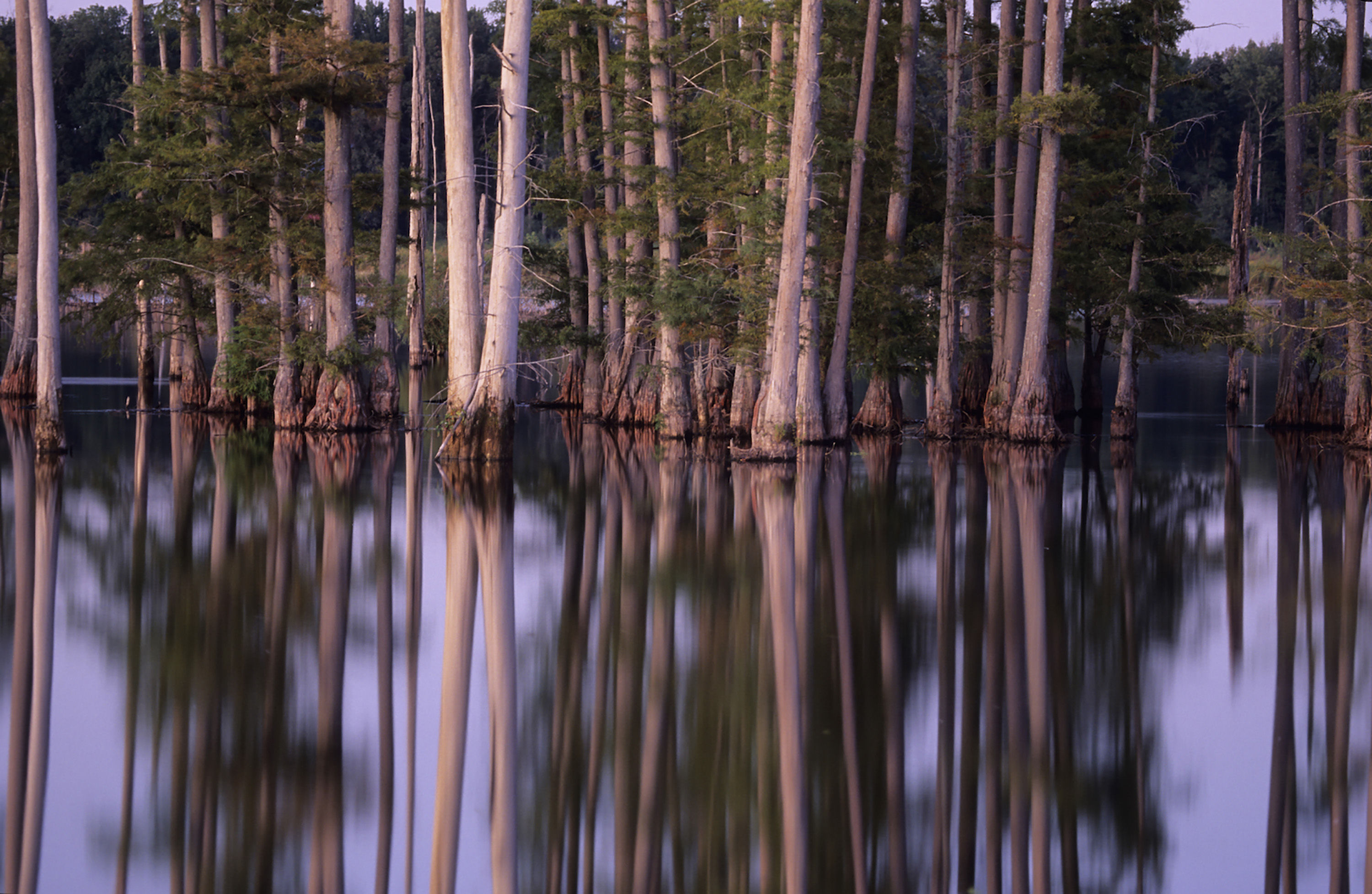 Trees in a swamp with the image of the tree trunks reflecting off the water.
