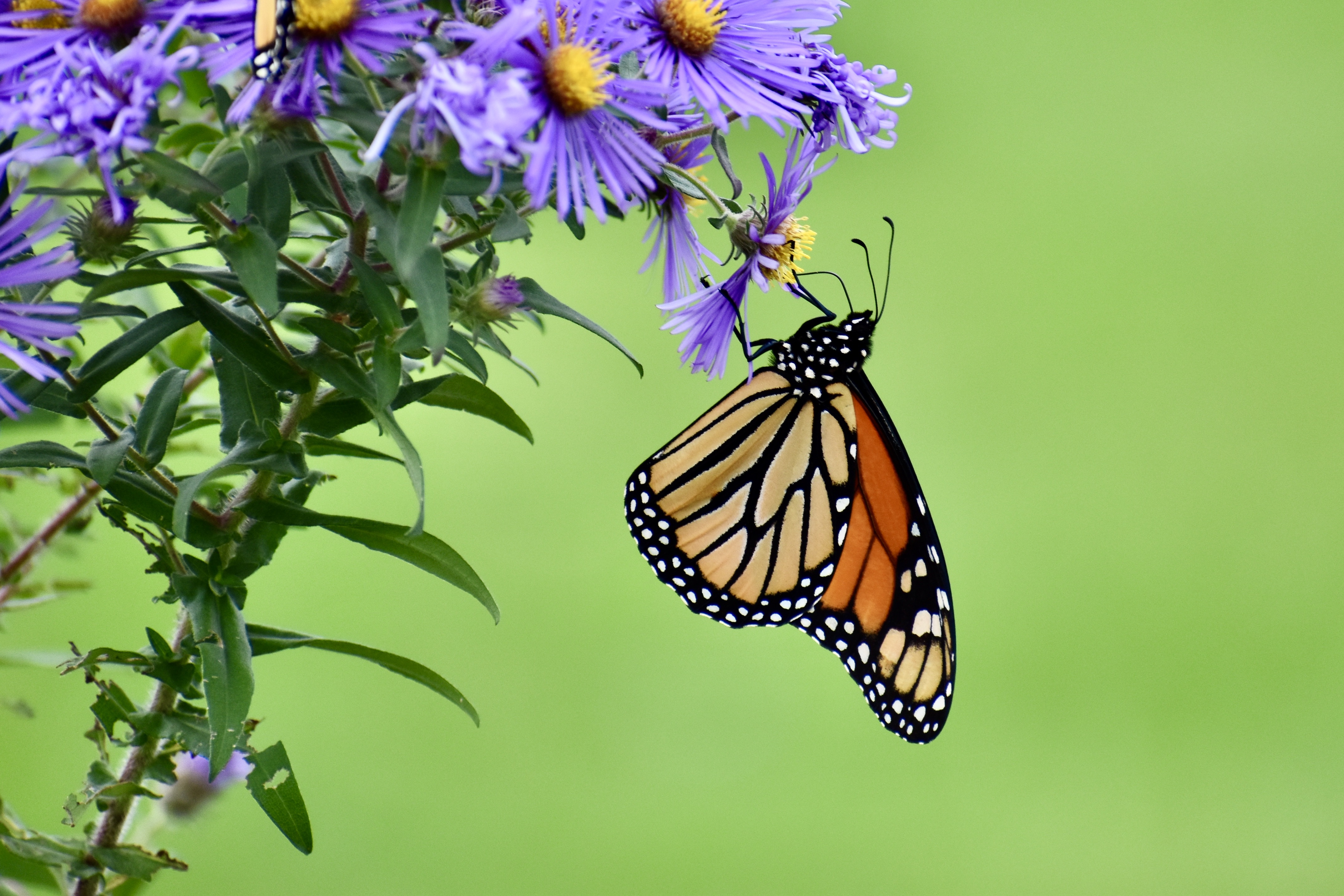 A monarch butterfly hangs off of the edge of a purple flower.