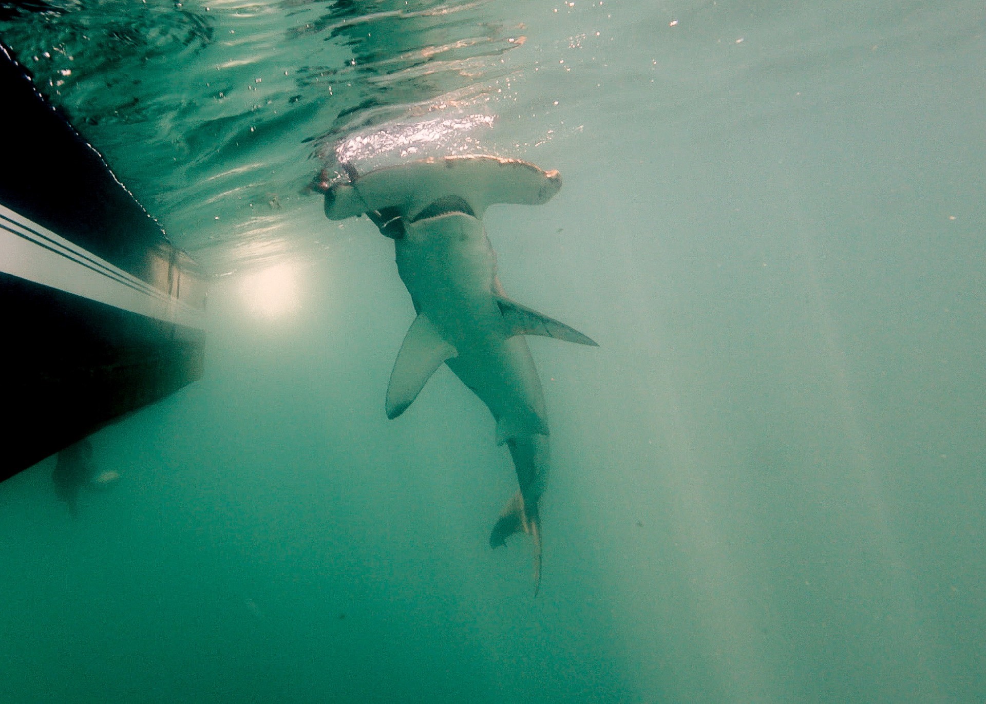 Underwater looking up at a hammerhead shark just below the surface of the ocean in greenish waters.
