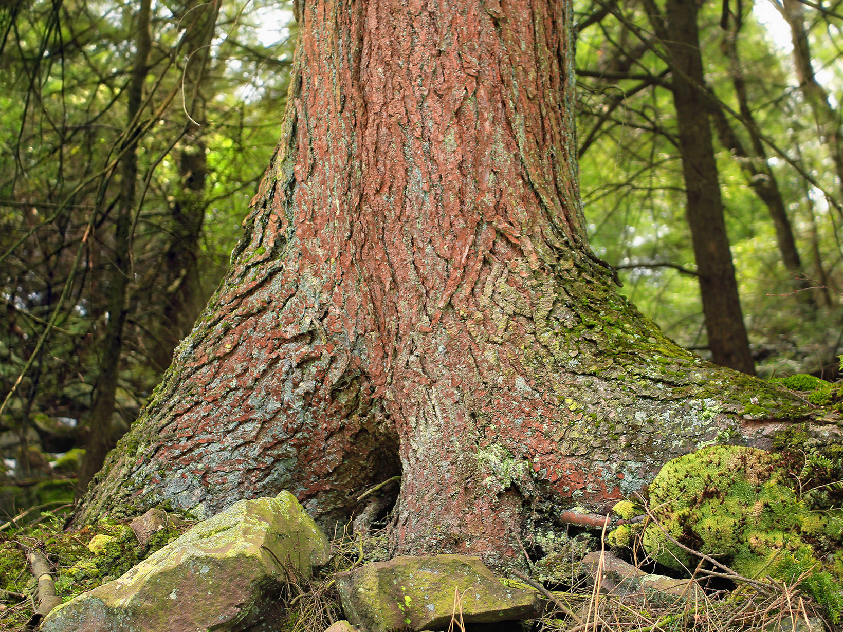 A hemlock tree trunk emerges from a forest floor.