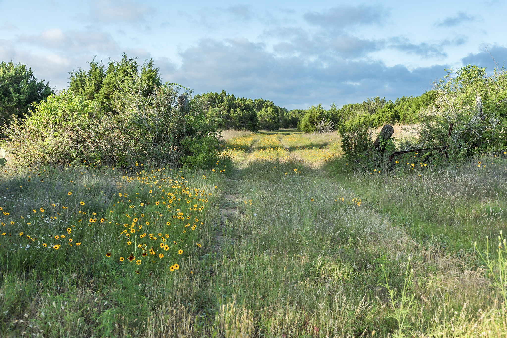 A field filled with white and yellow flowers with green shrubs in the distance.