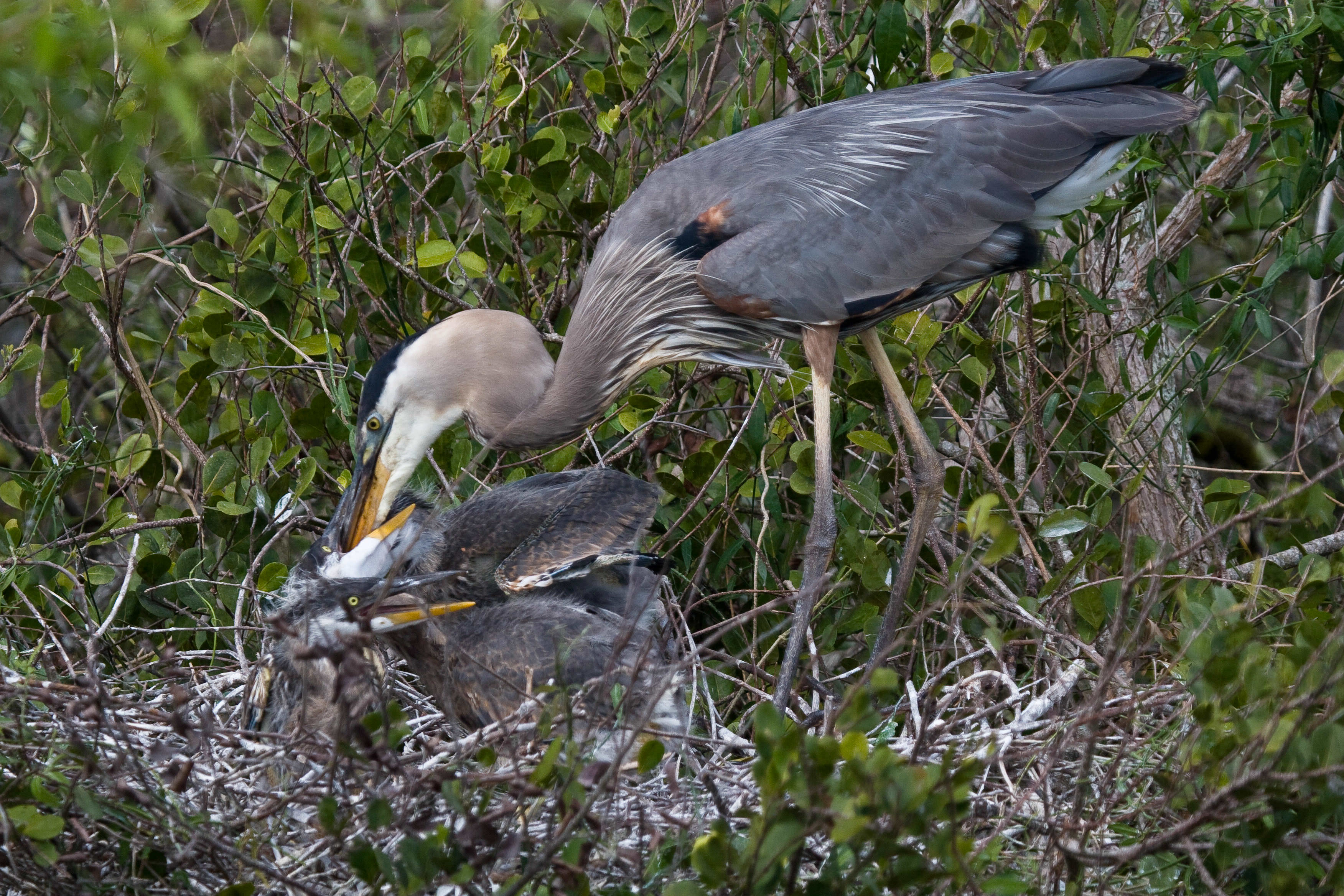 A blue heron bends down to her nest to feed her two chicks who wait with open beaks.