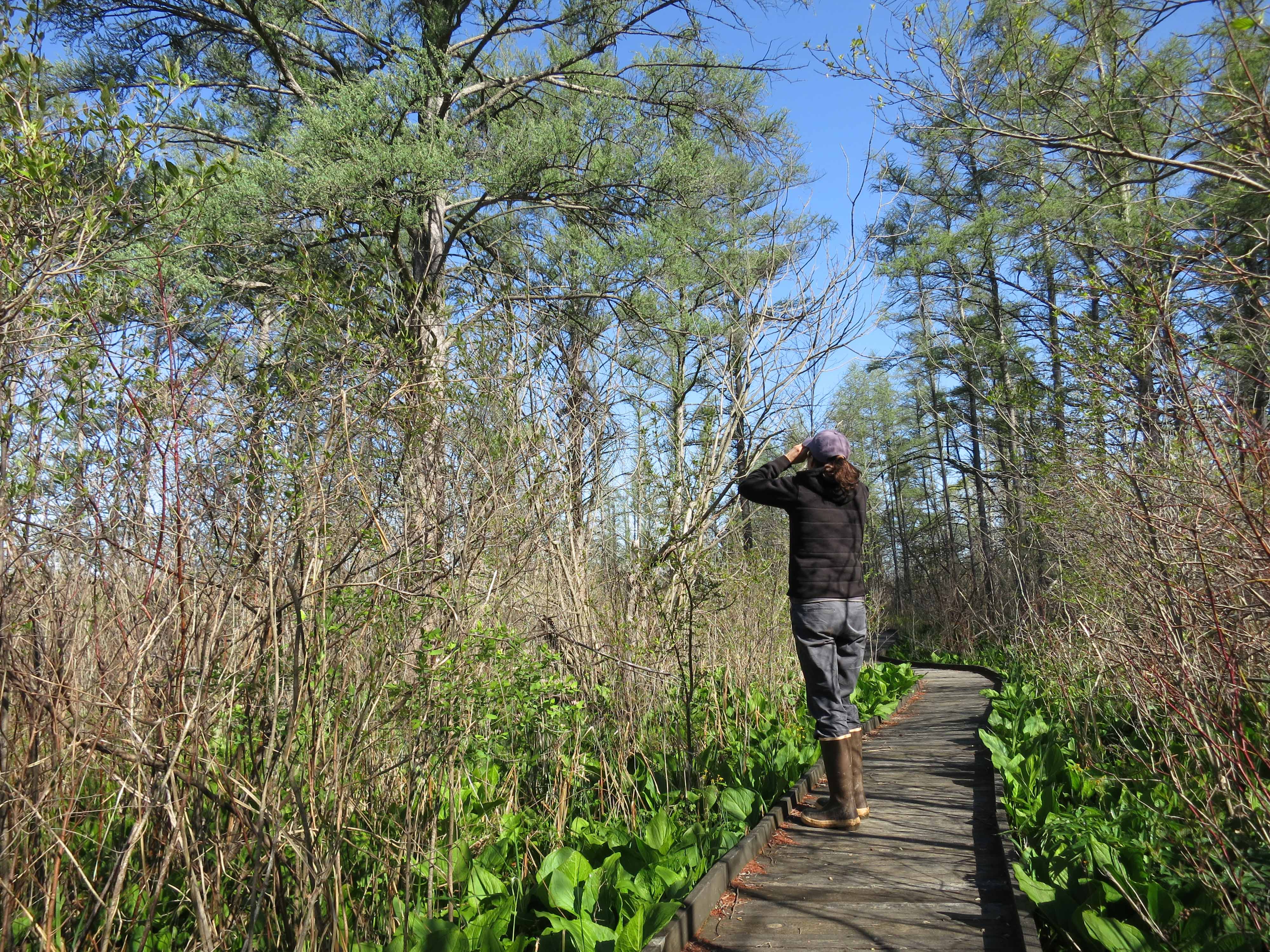 A hiker on a boardwalk trail surrounded by grasses and trees.
