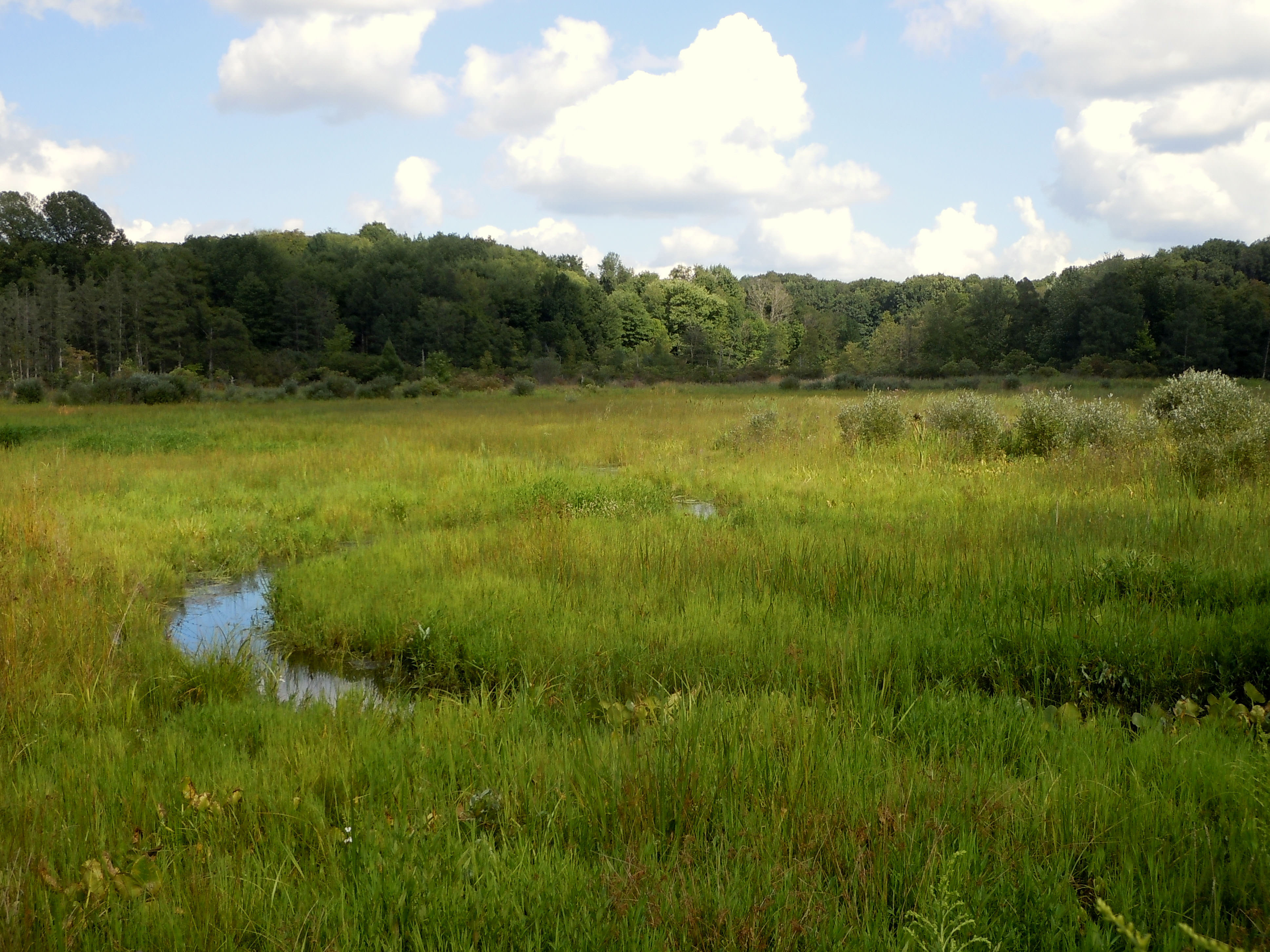 Summer view of wetland.