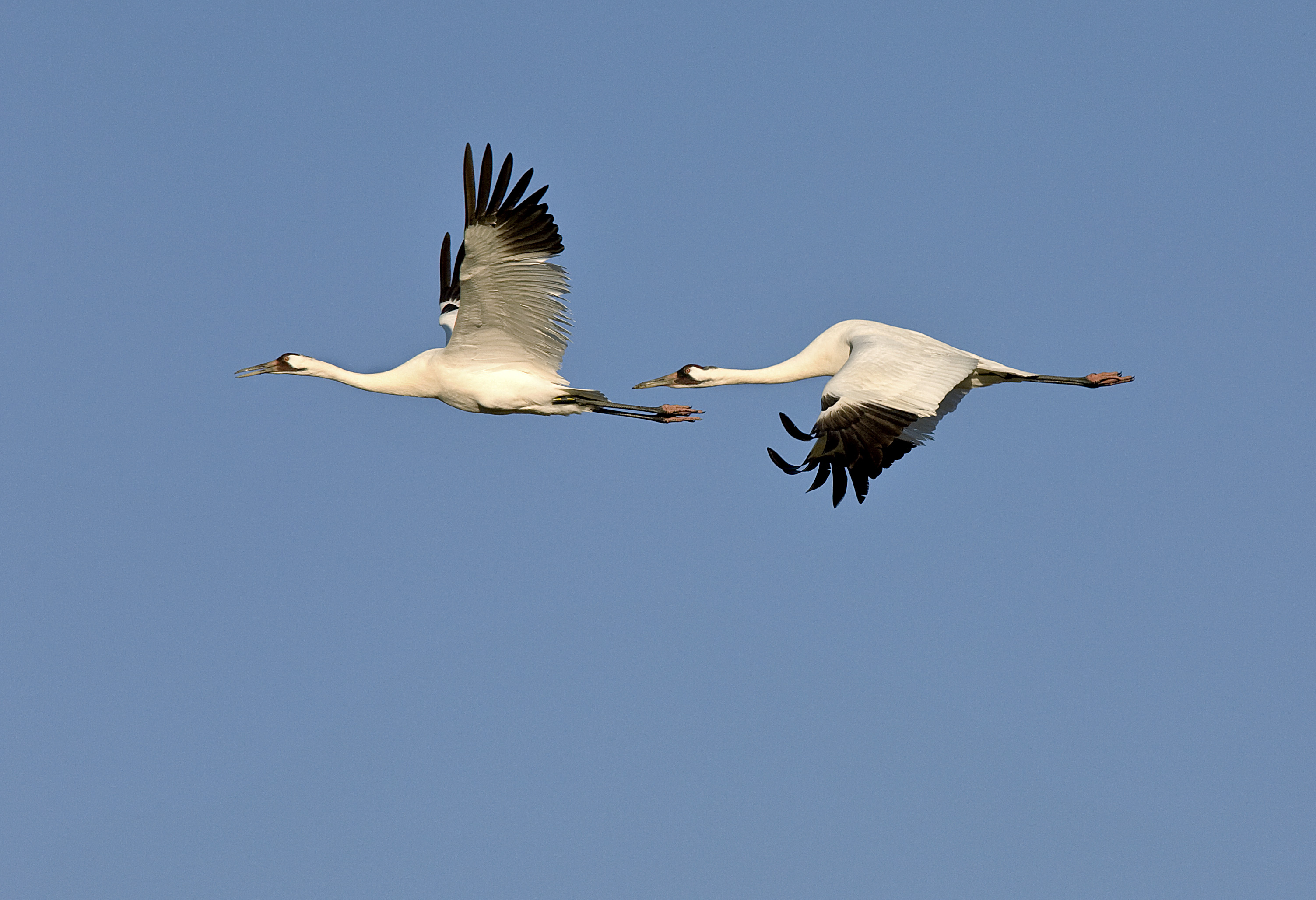 Two whooping cranes flying across a clear, blue sky.