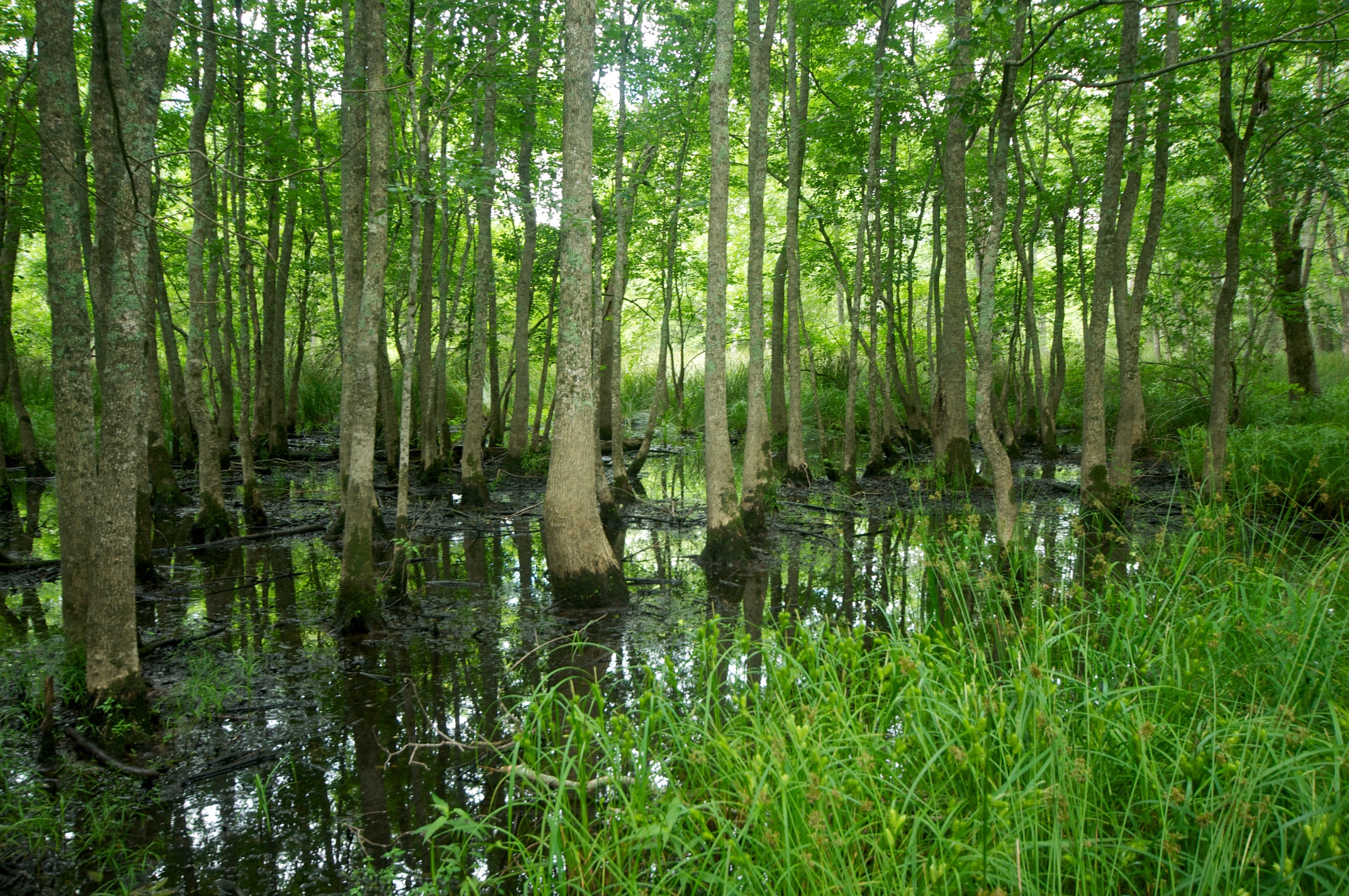 Trees of the bottomland hardwood forest.