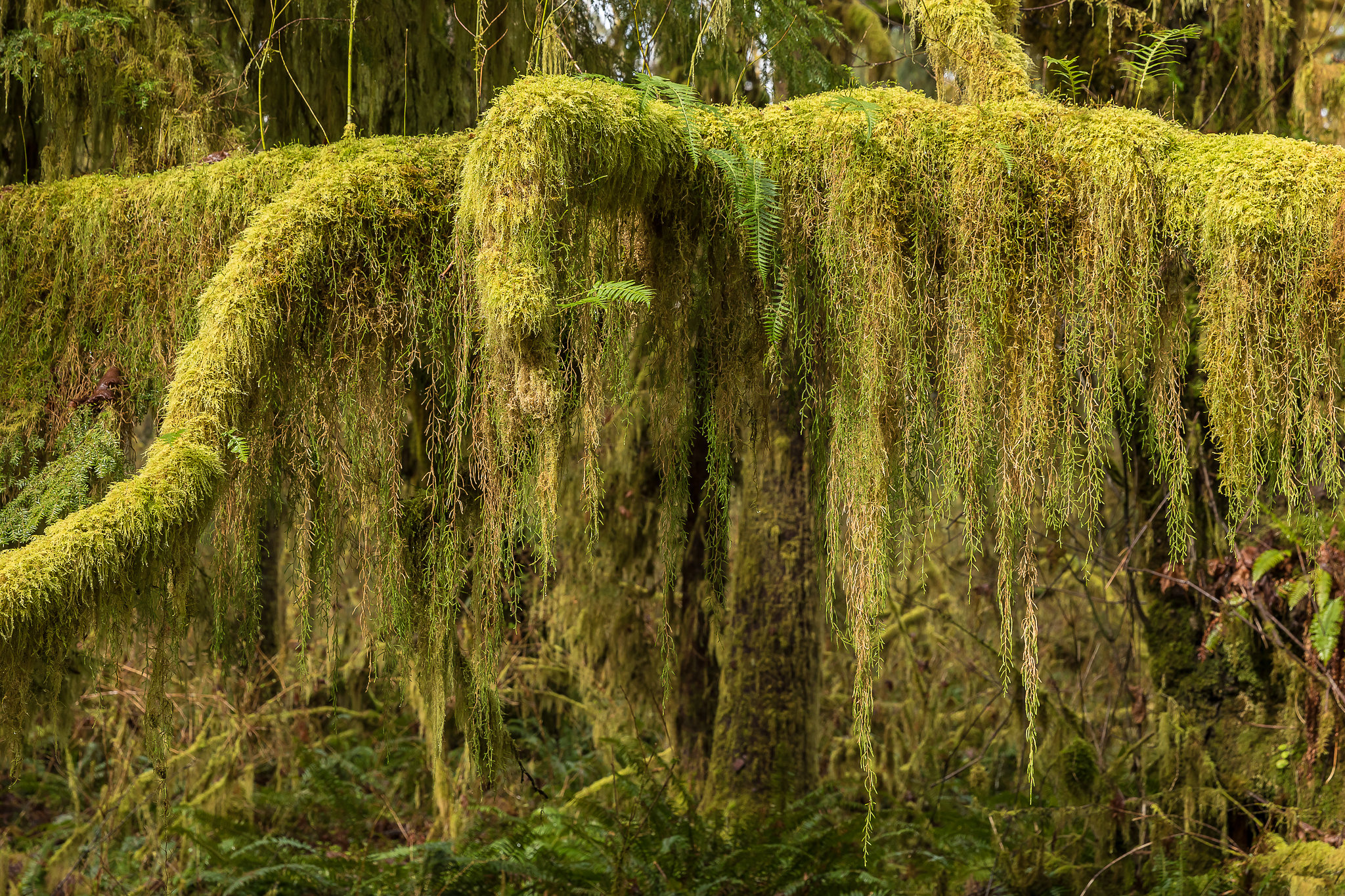 Thick, long green moss covers branches of a tree.