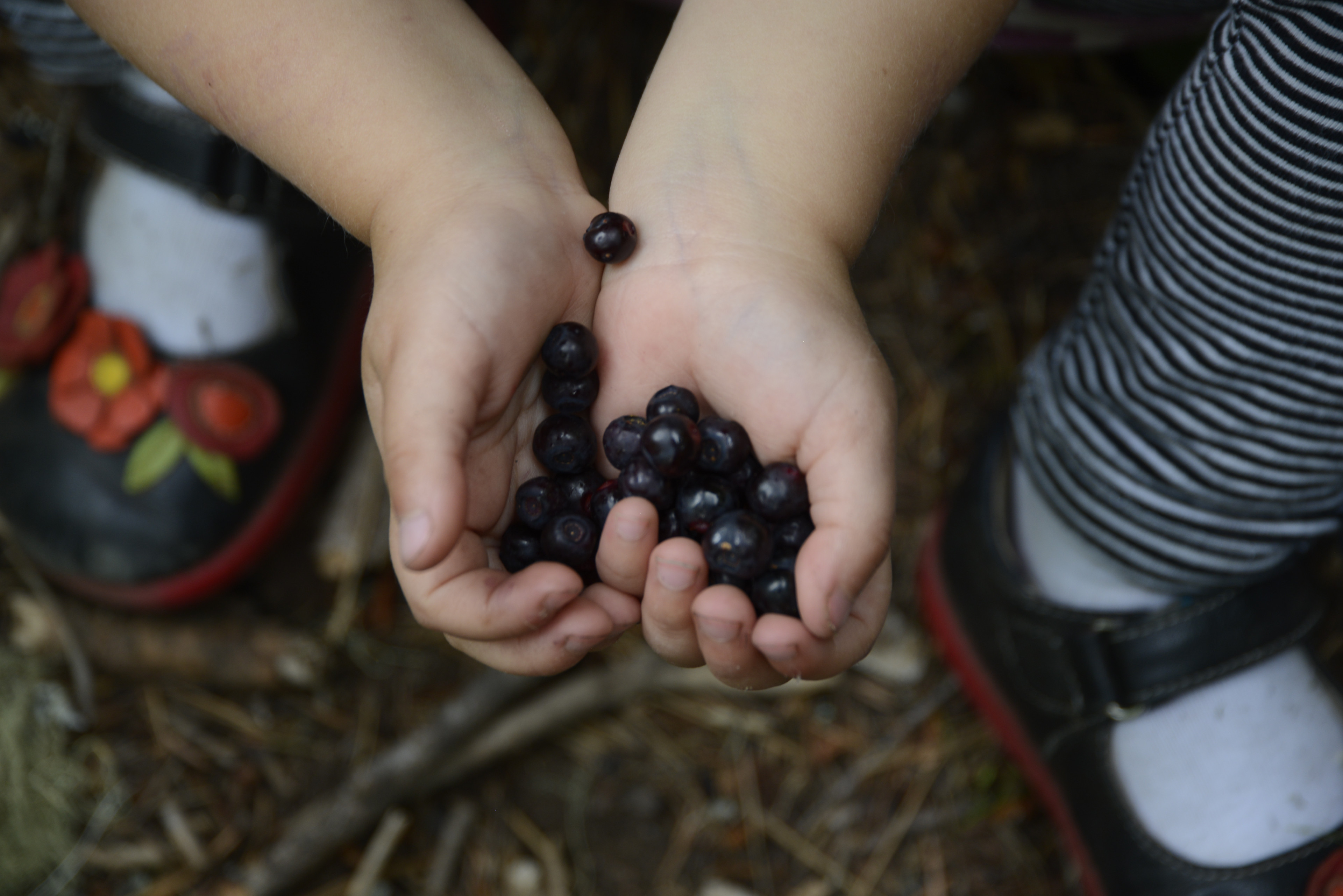 Close up of child's hands cupping berries.